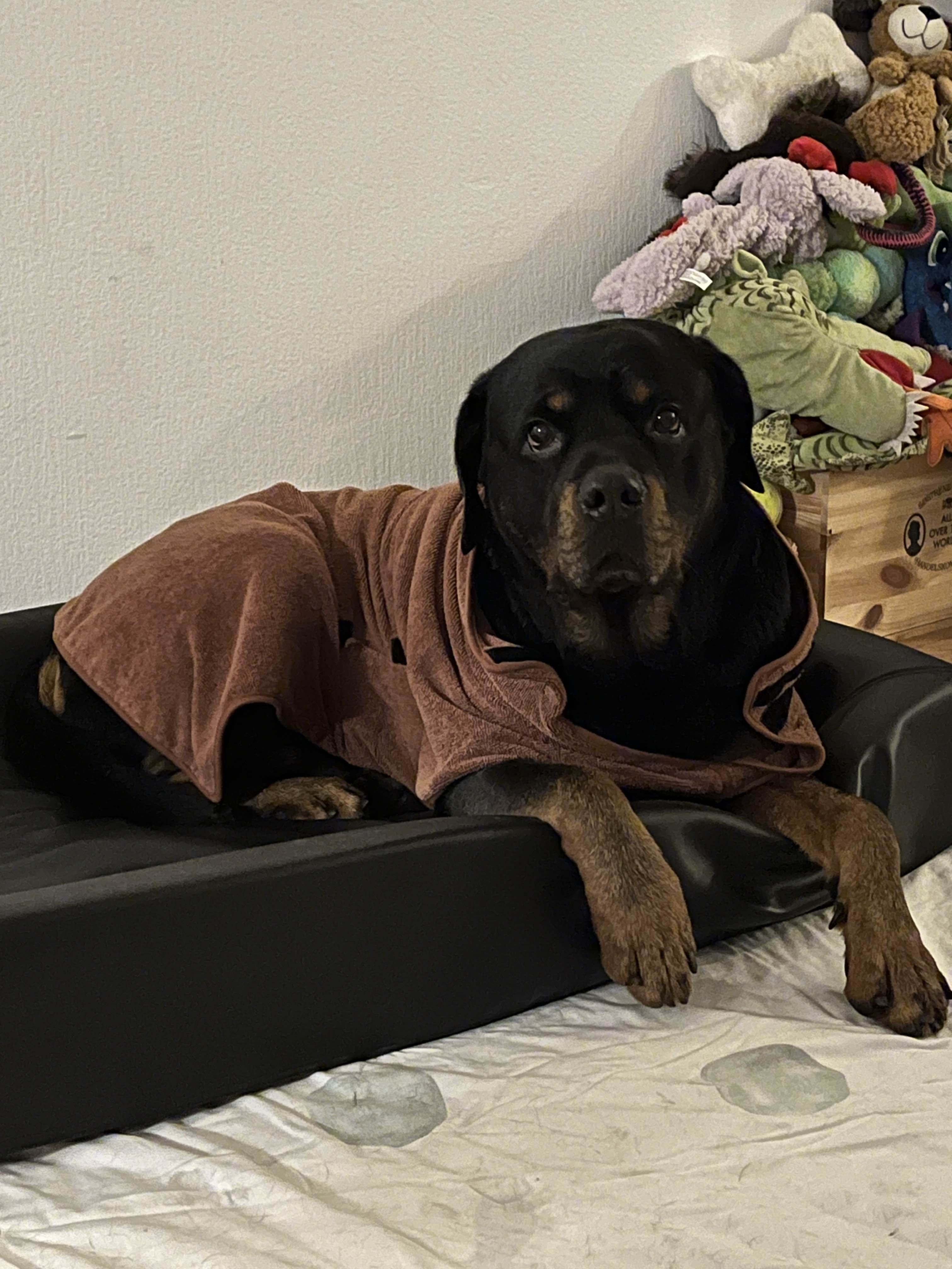 Flokis brave journey to get back on his leg(s) campaign photo, 6 of 8