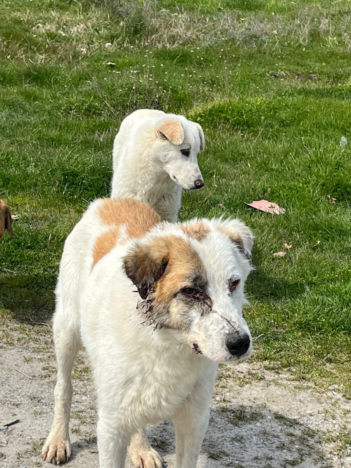 Foto de la campaña Loucas – Leben mit Leishmania auf der Straße, 7 de 8