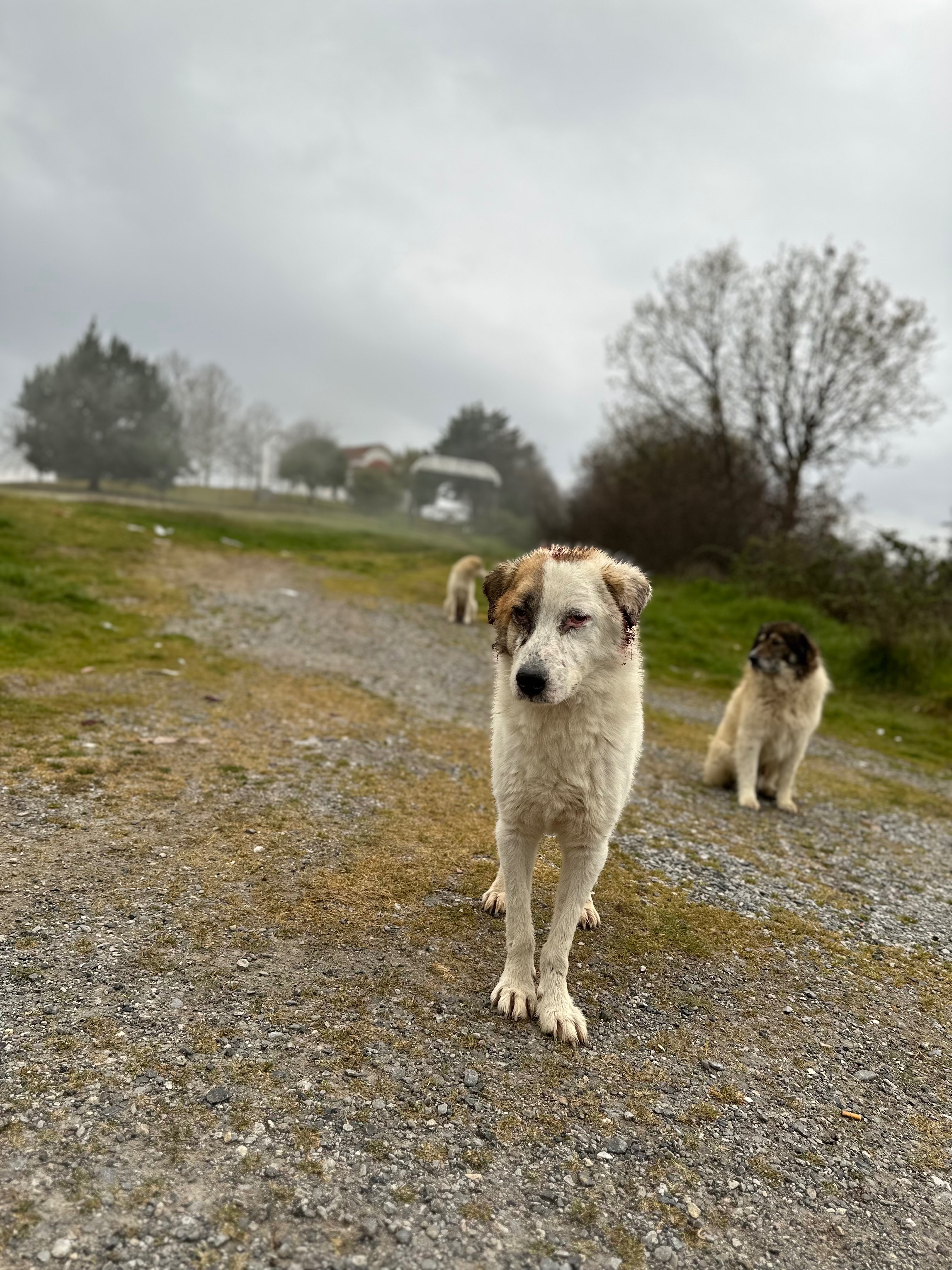 Foto de la campaña Loucas – Leben mit Leishmania auf der Straße, 2 de 8