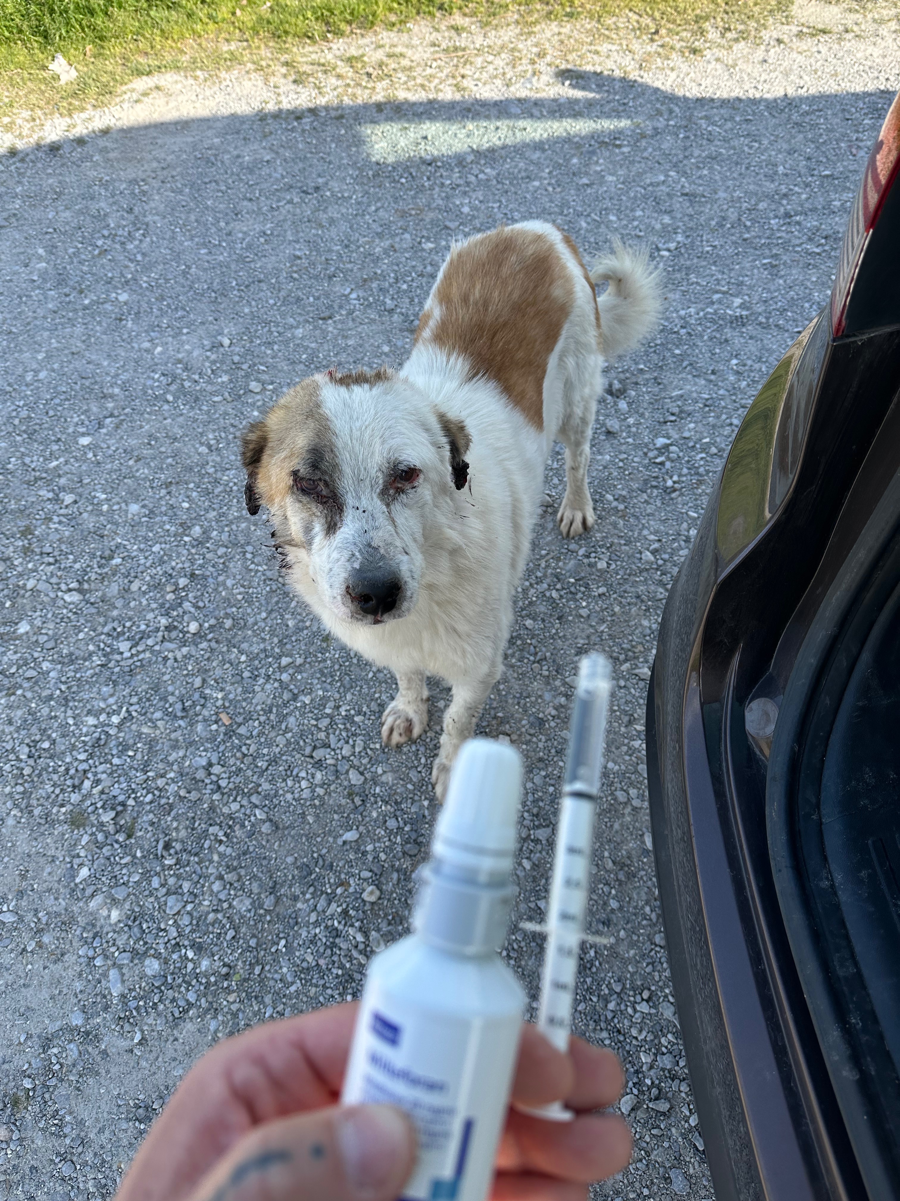 Foto de la campaña Loucas – Leben mit Leishmania auf der Straße, 4 de 8