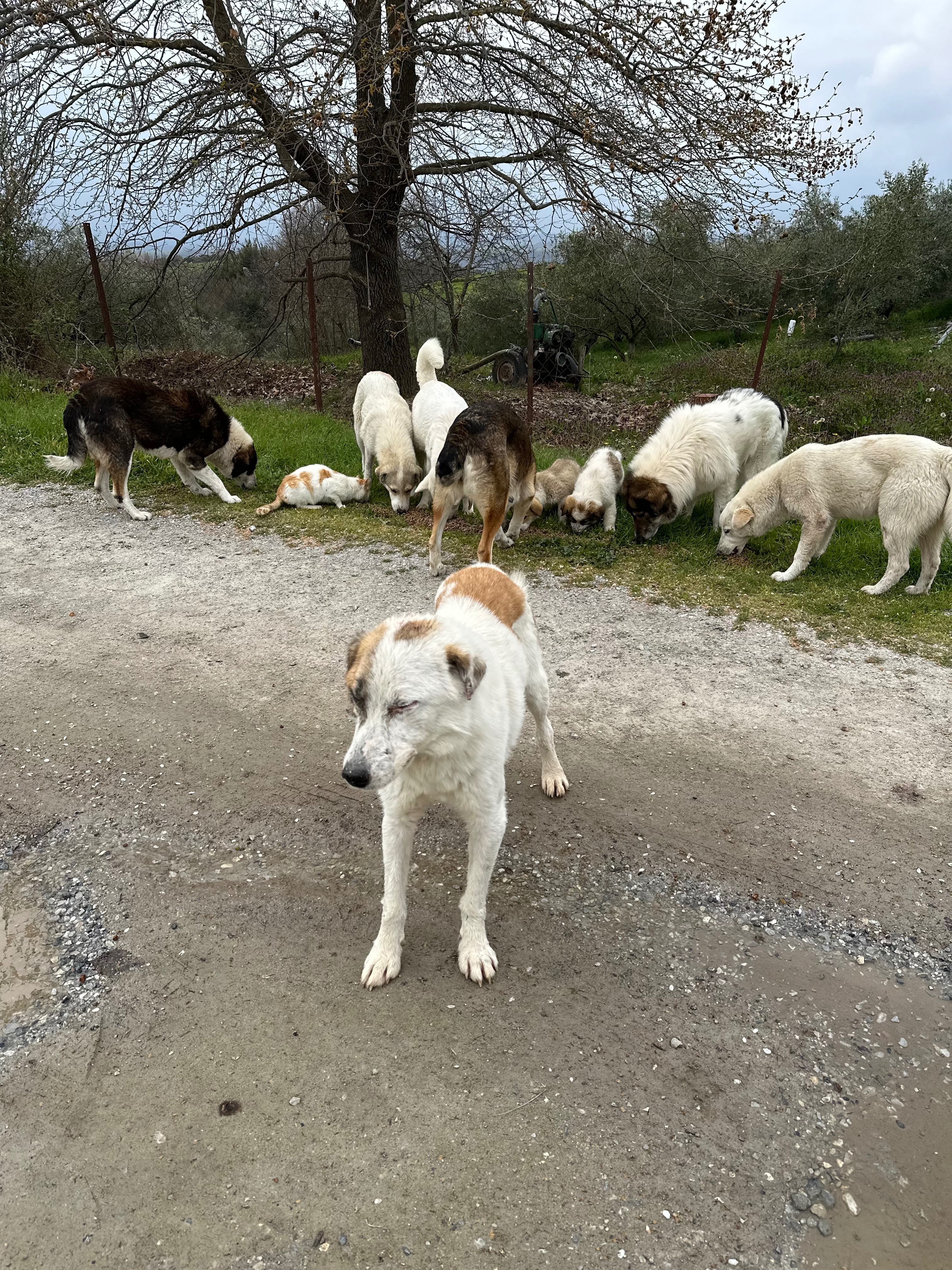 Foto de la campaña Loucas – Leben mit Leishmania auf der Straße, 5 de 8