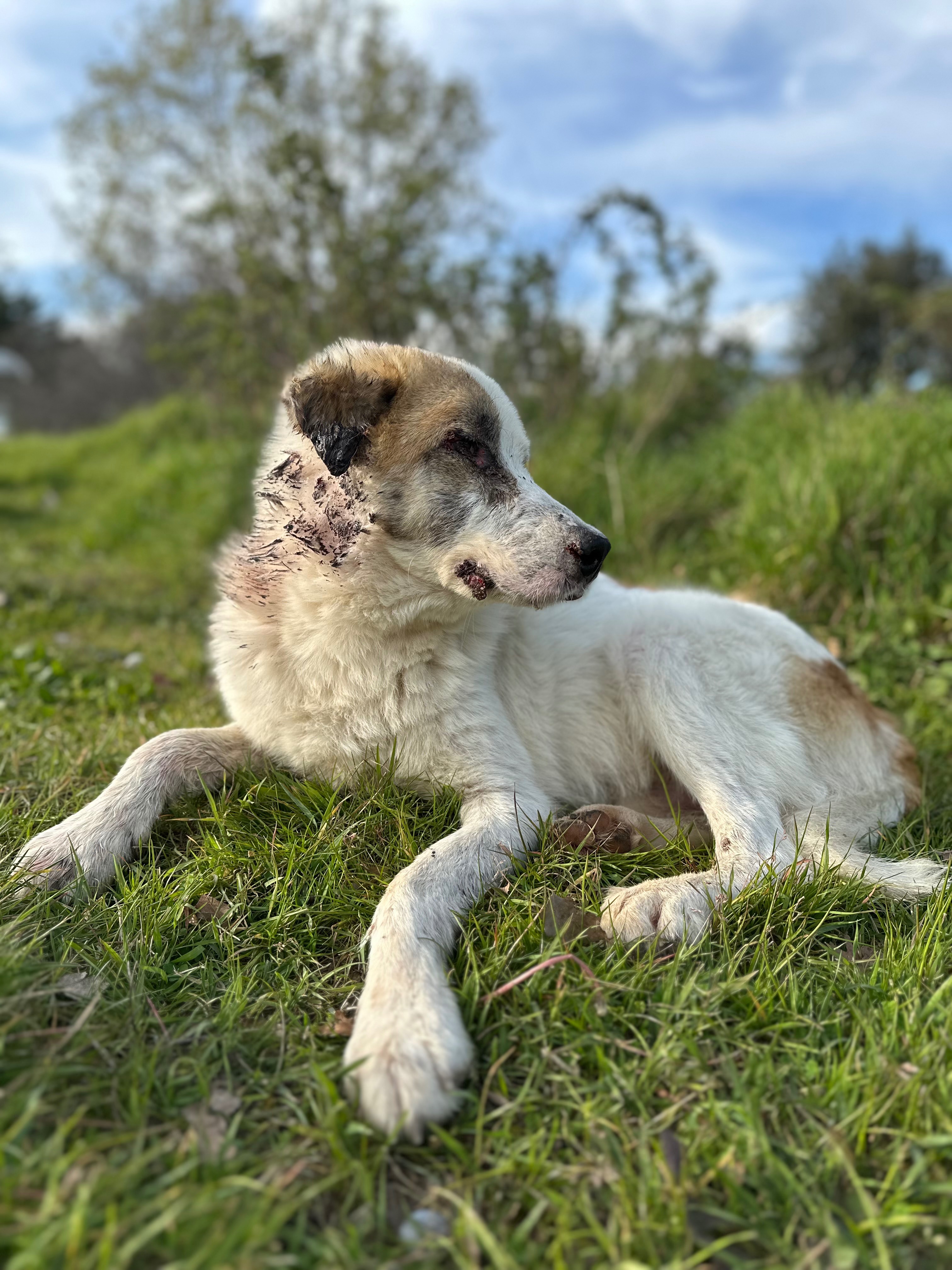 Foto de la campaña Loucas – Leben mit Leishmania auf der Straße, 6 de 8
