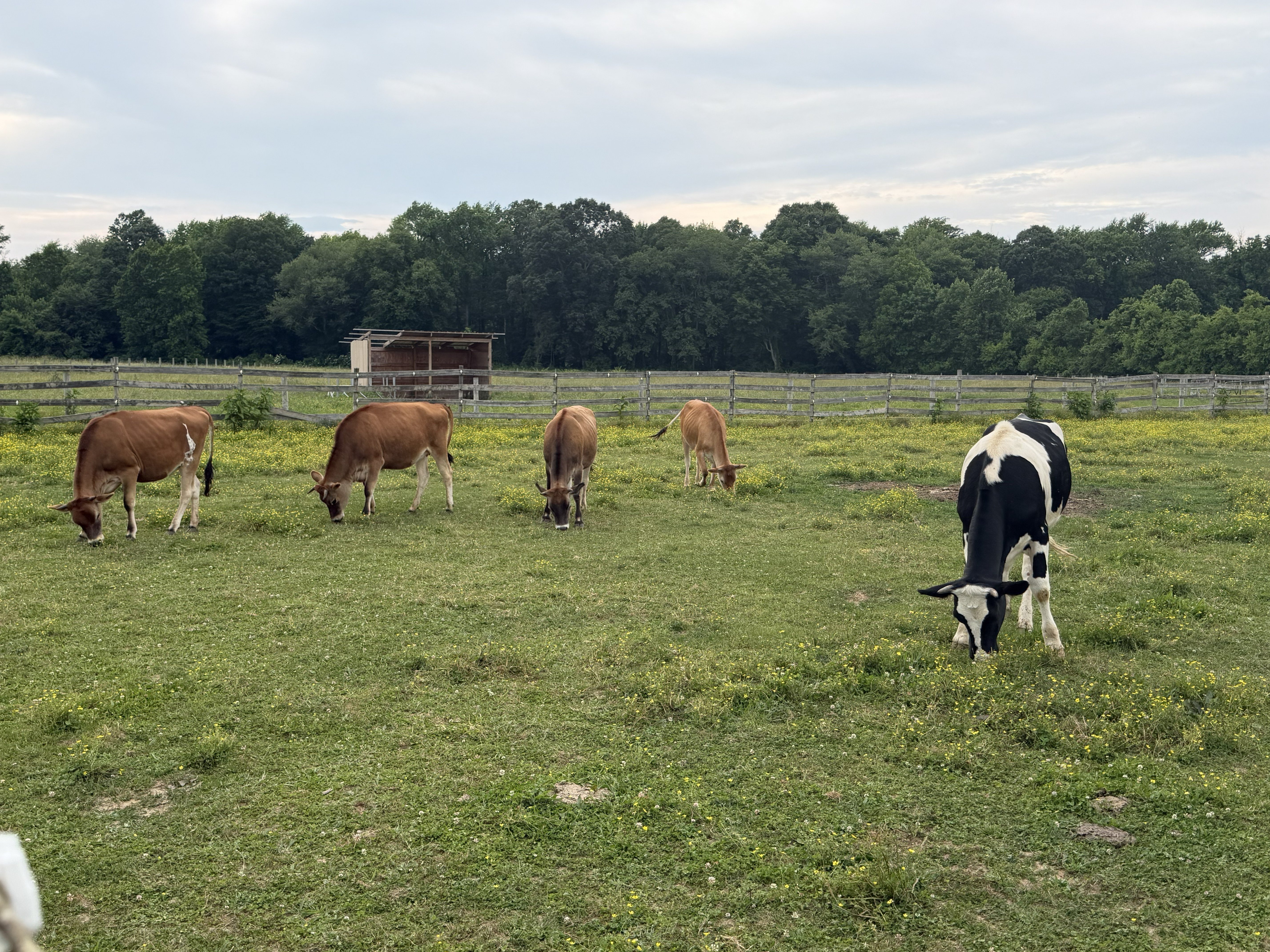 Chute Needed for Cow Care and Veterinary Services campaign photo, 5 of 6