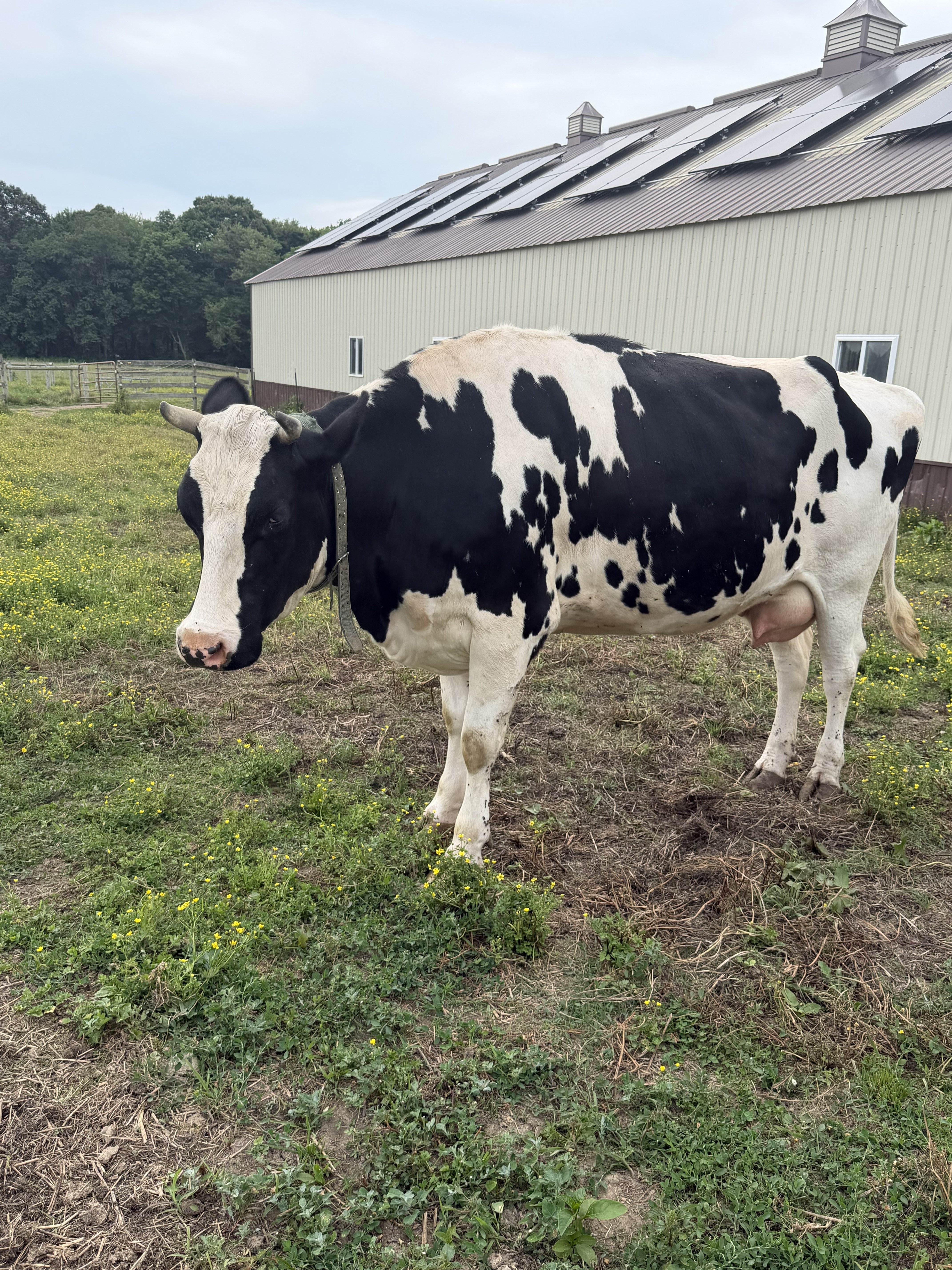 Chute Needed for Cow Care and Veterinary Services campaign photo, 2 of 6