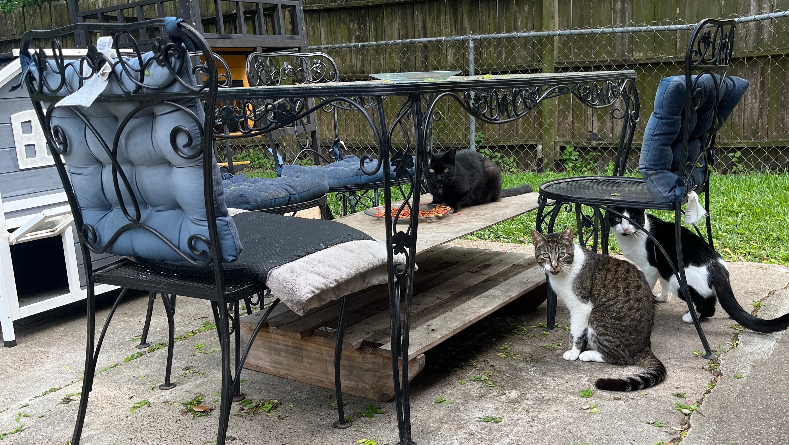 Help Grandma Keep Houston’s Strays Safe and Loved photo