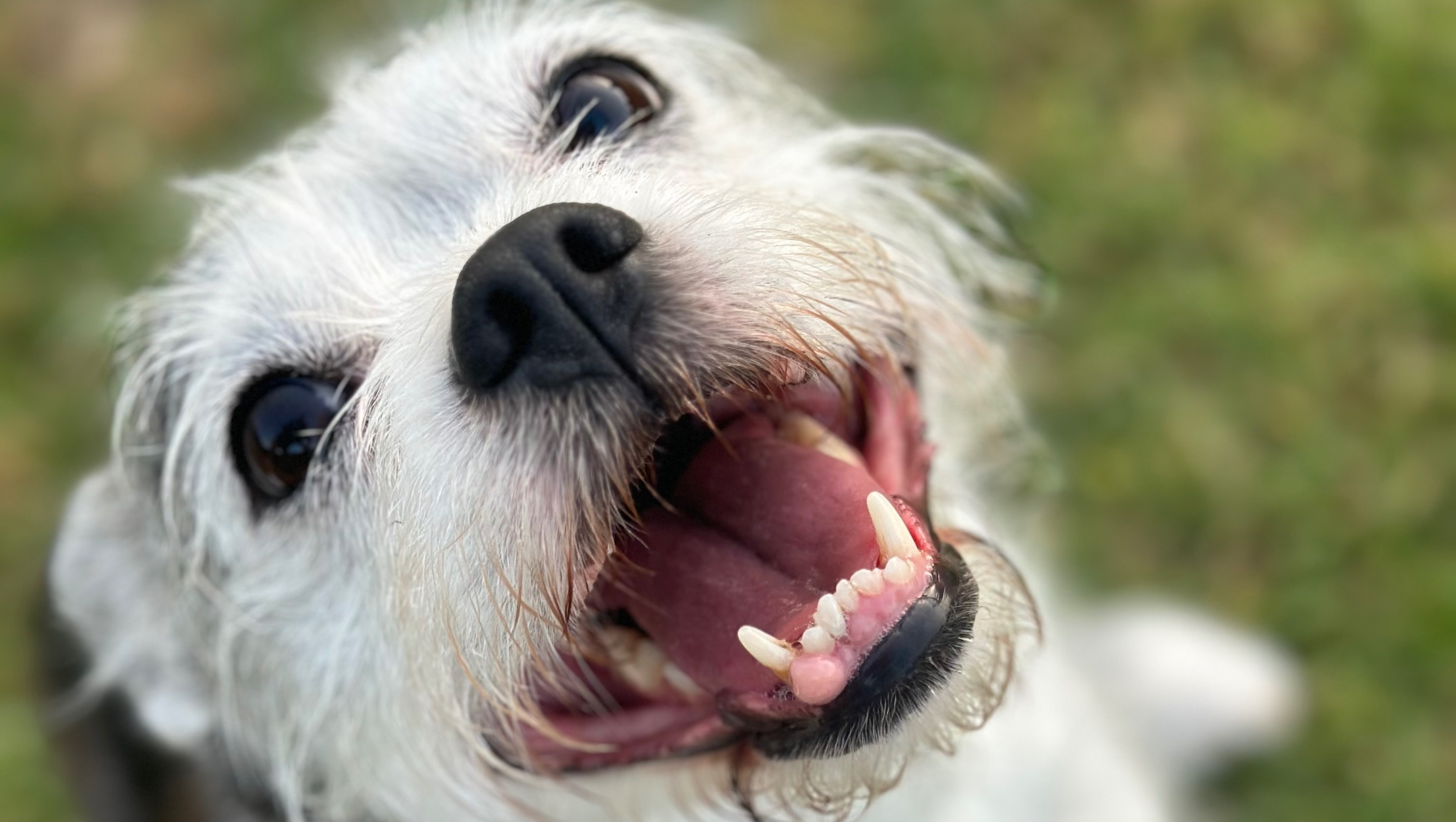 Give Darby a Chance at More Time photo