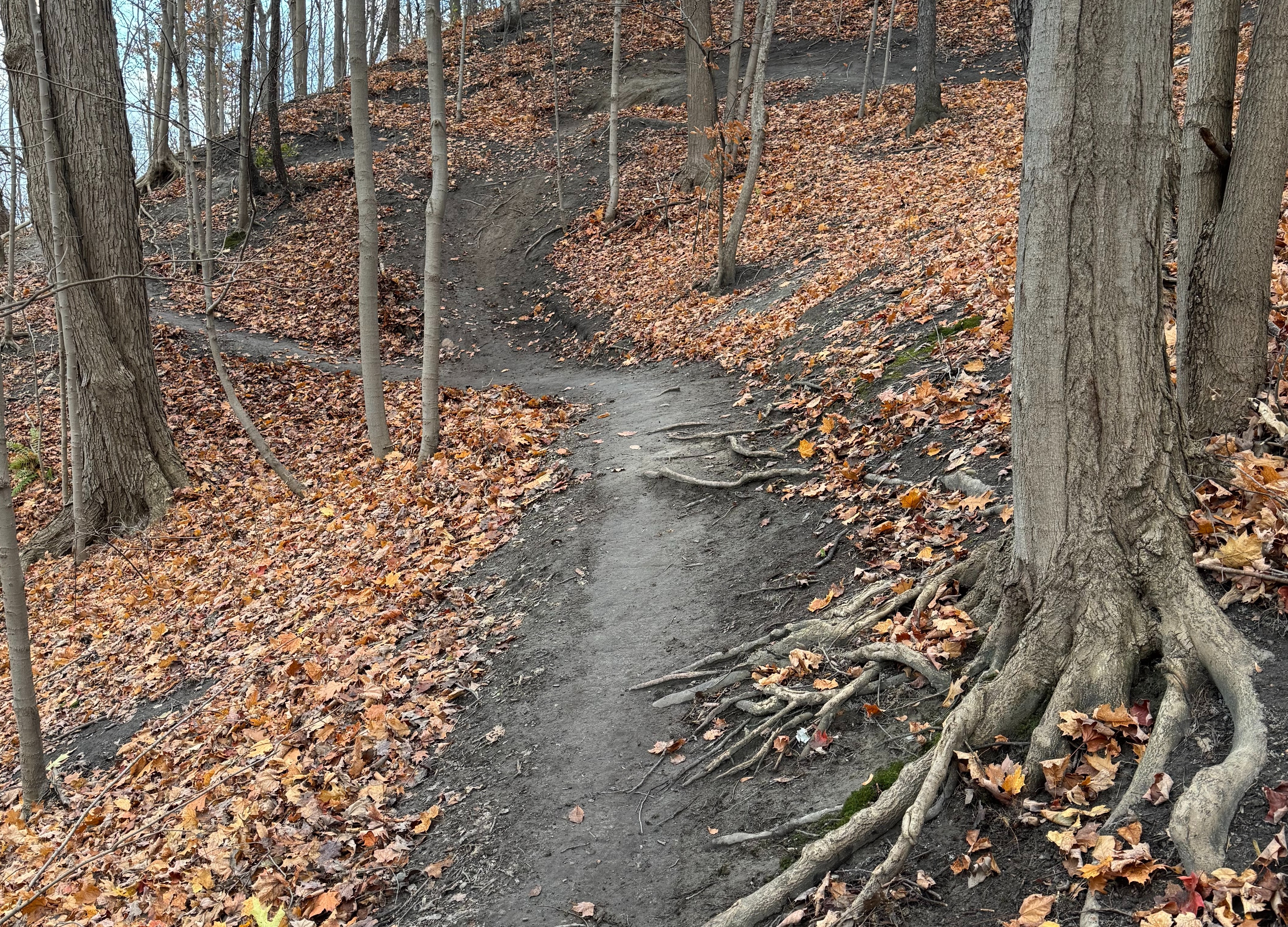 Don Valley Rodents 2026 Projects Fund campaign photo, 2 of 4