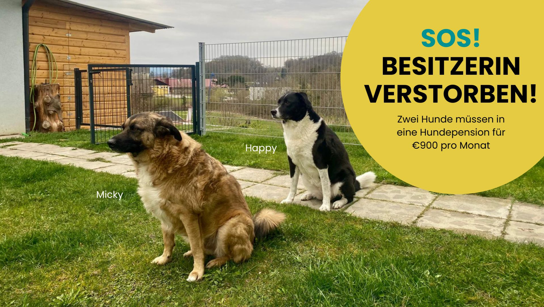 Happy und Micky haben plötzlich alles verloren photo
