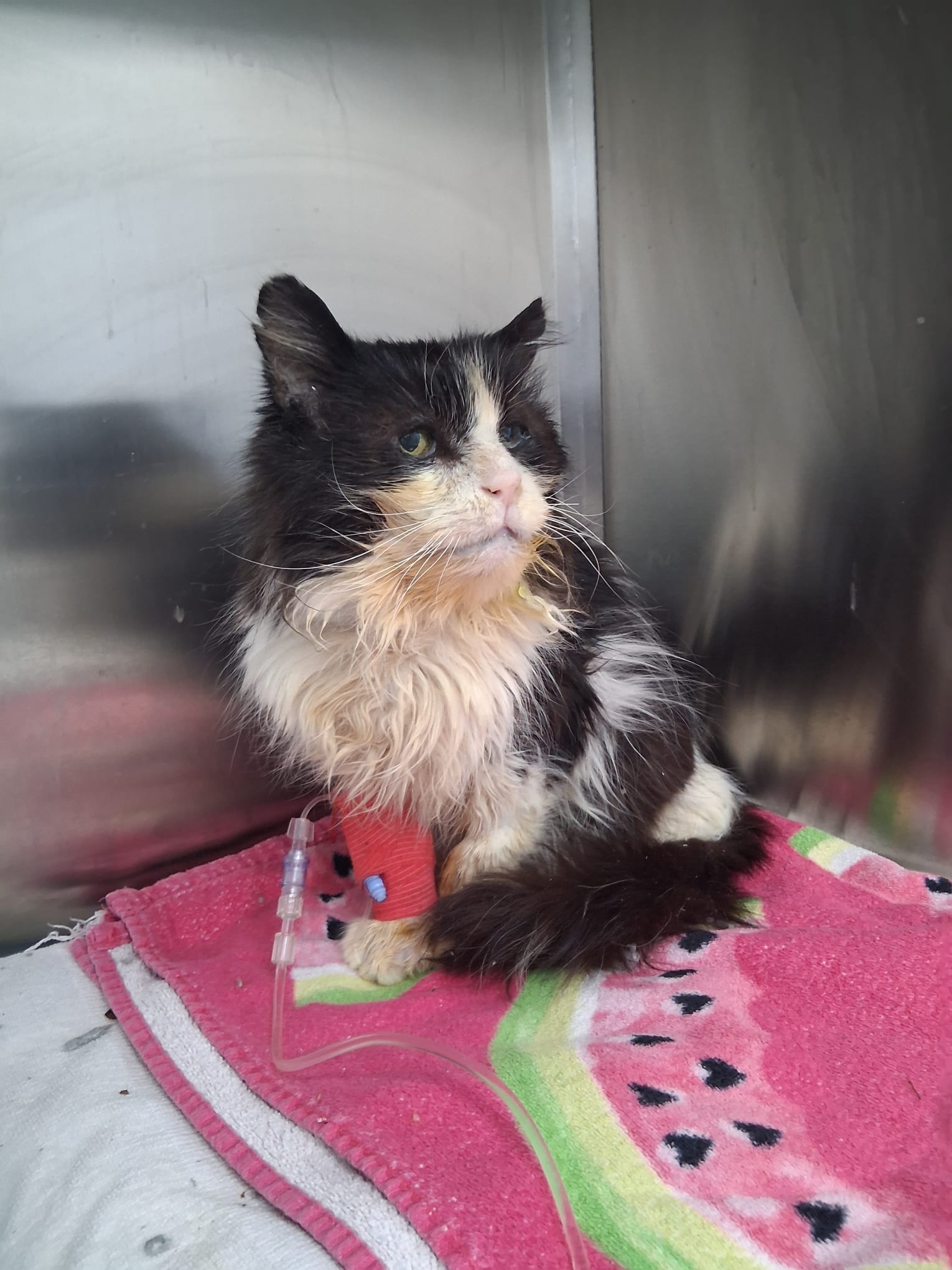 Fundraiser by Bella Steltzer : Help Save Franks Life - Stray Cat