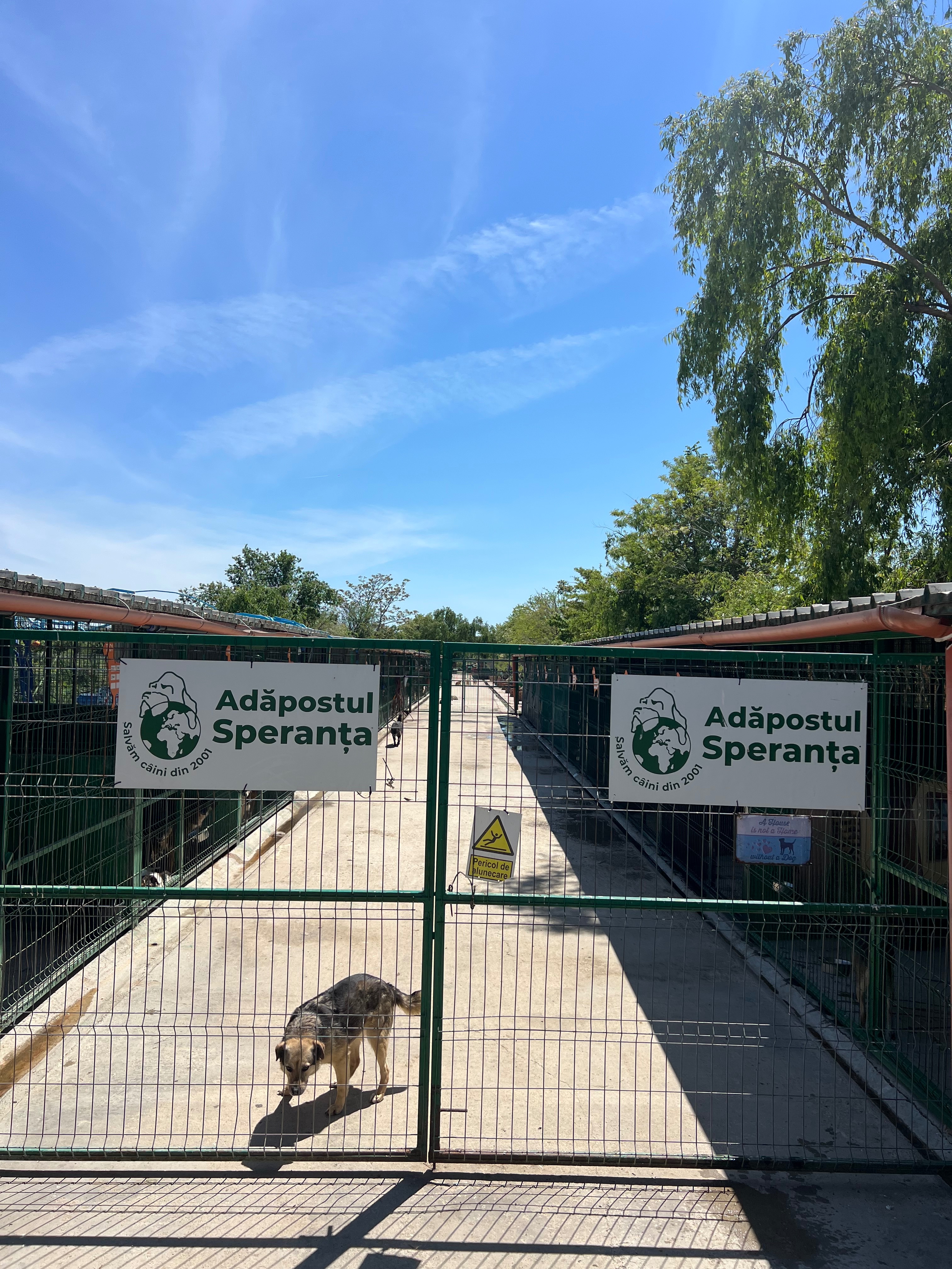 Raccolta fondi Romania per Speranta shelter campaign photo, 6 of 7
