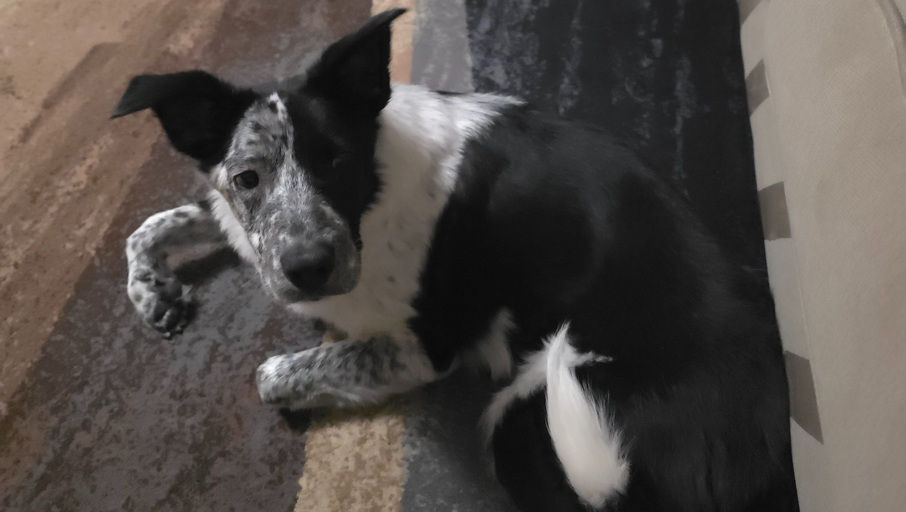 Care for Dinki-di’s Medical and Therapy Needs photo