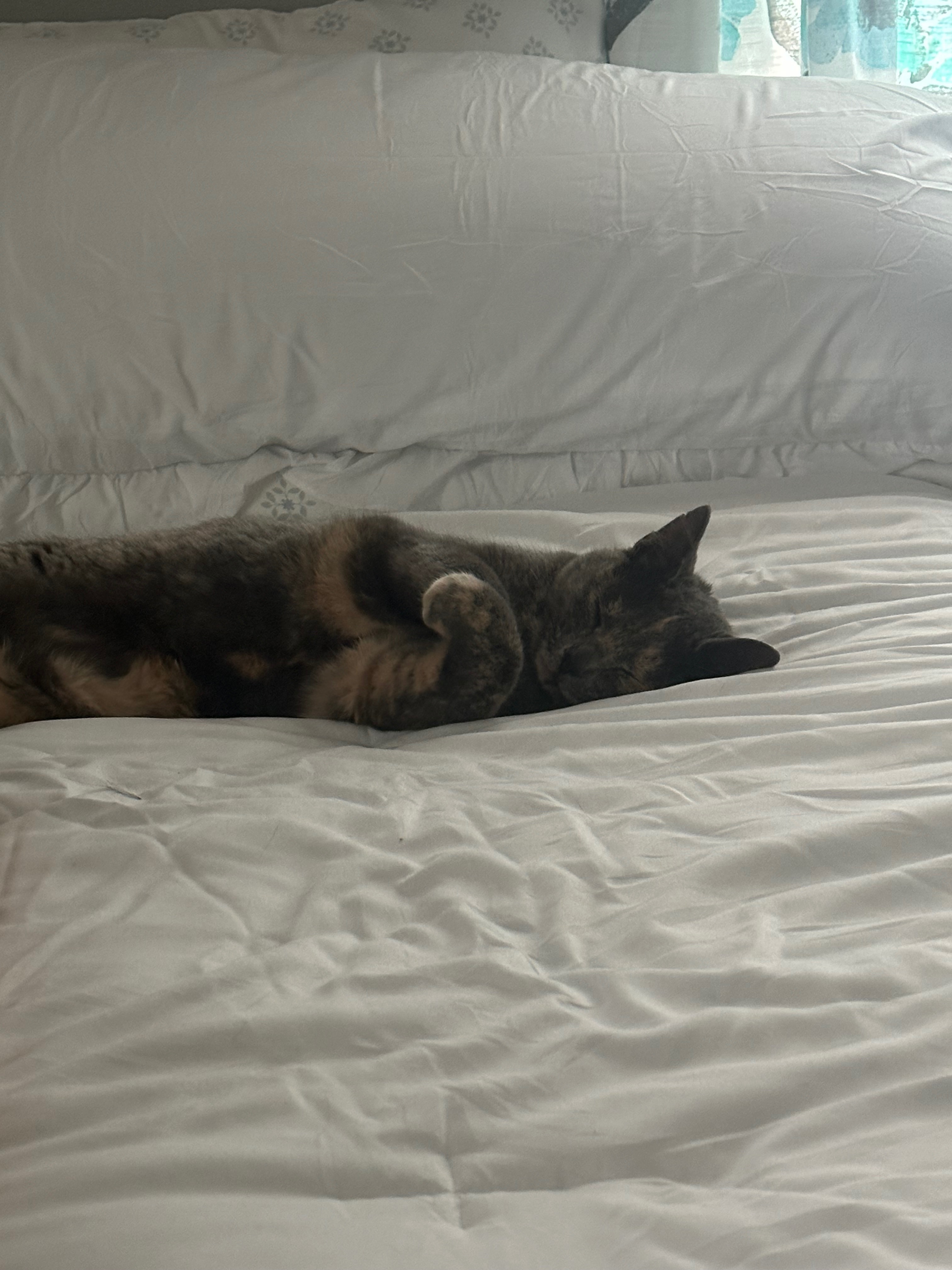 Help Smokey Get Life-Saving Surgery campaign photo, 7 of 8
