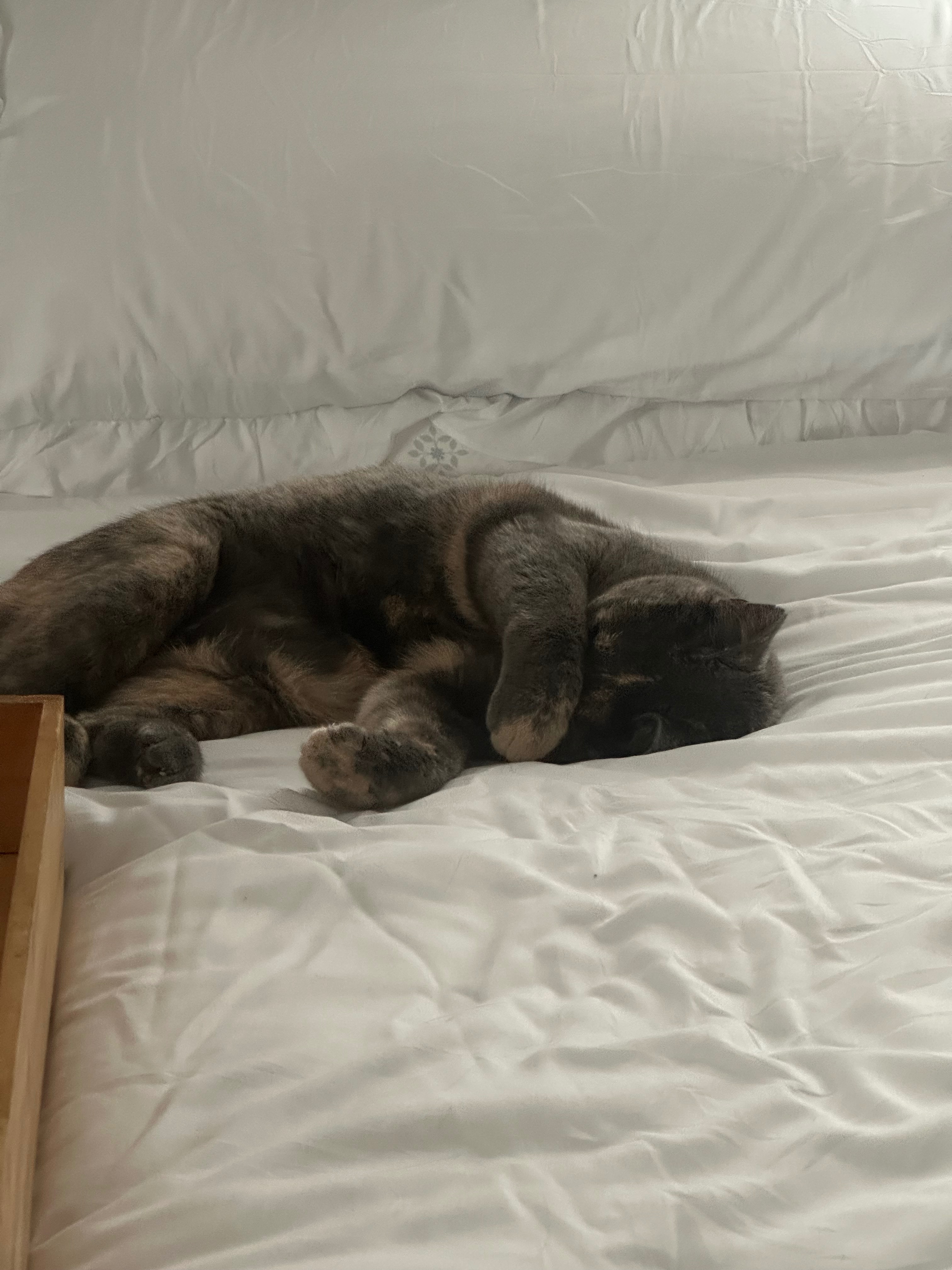 Help Smokey Get Life-Saving Surgery campaign photo, 2 of 8
