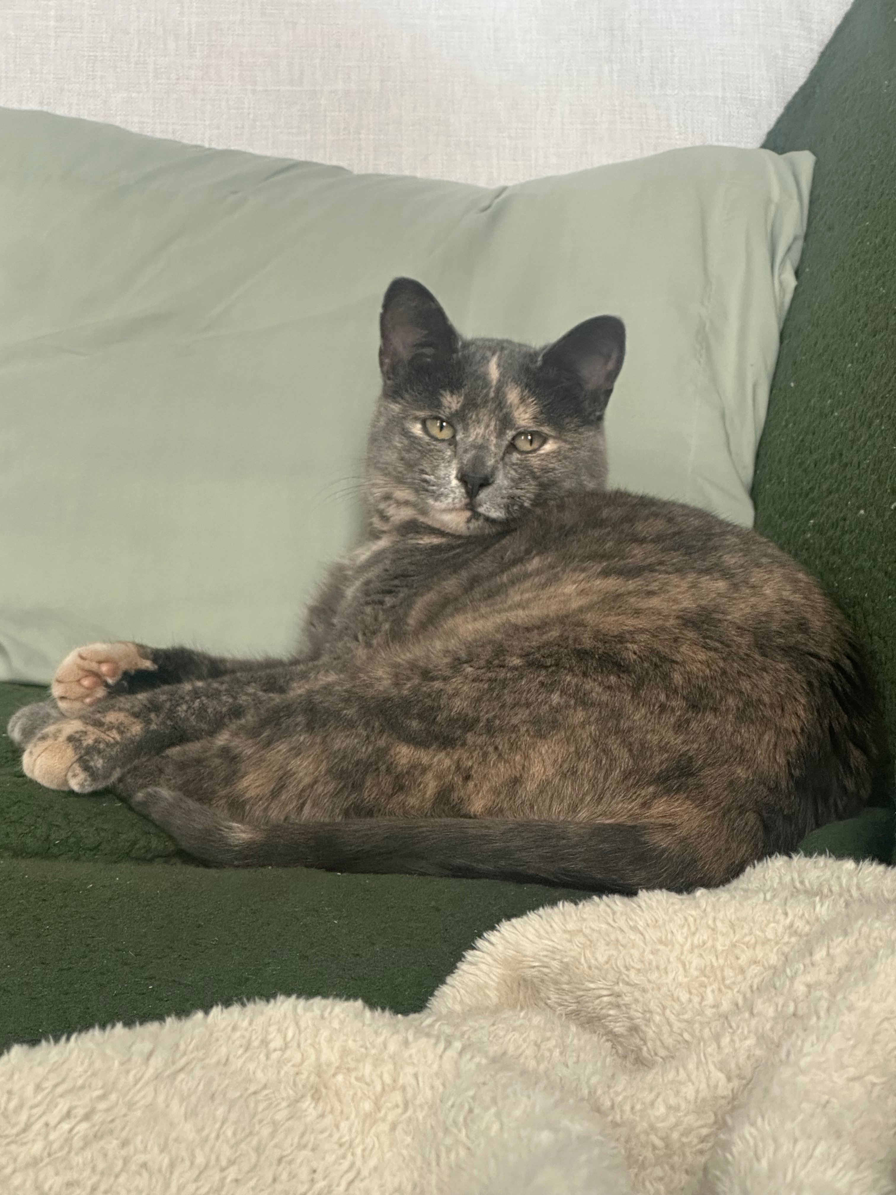 Help Smokey Get Life-Saving Surgery campaign photo, 4 of 8