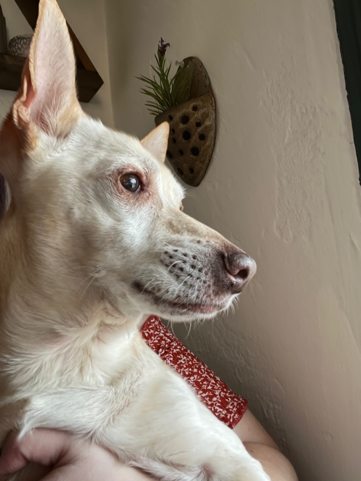 Help Mellow Get Life-Saving Surgery campaign photo, 7 of 8