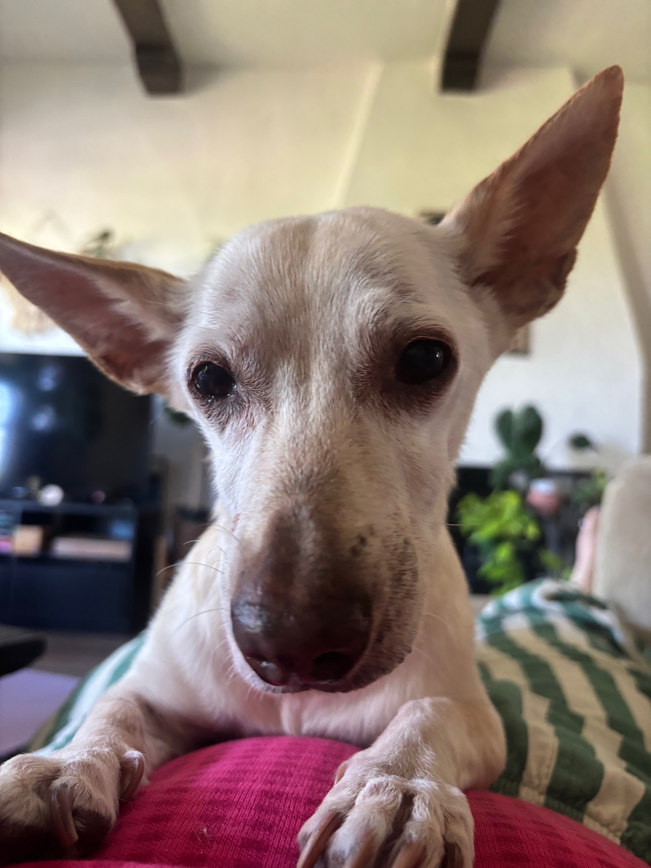 Help Mellow Get Life-Saving Surgery campaign photo, 2 of 8