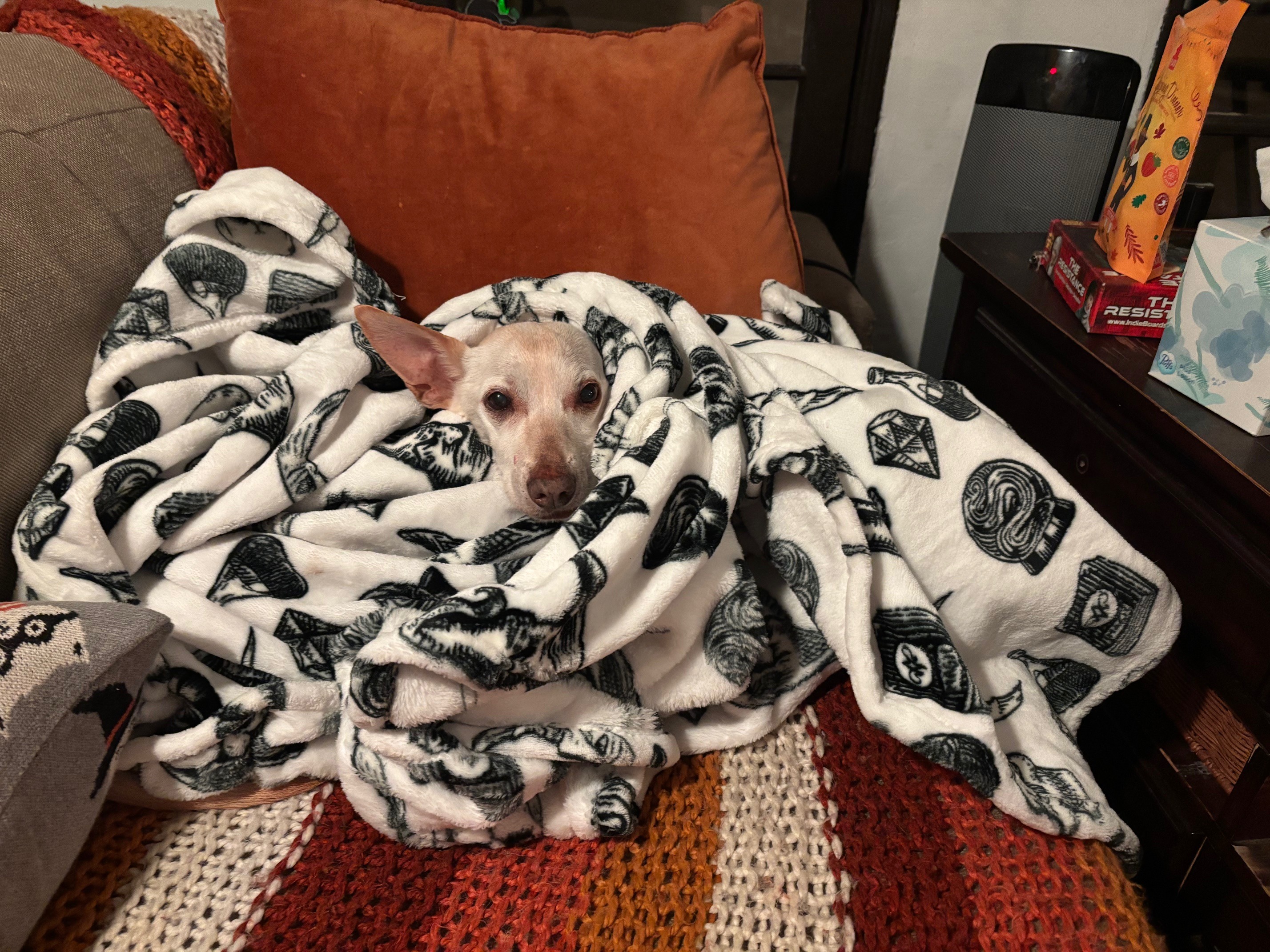 Help Mellow Get Life-Saving Surgery campaign photo, 5 of 8