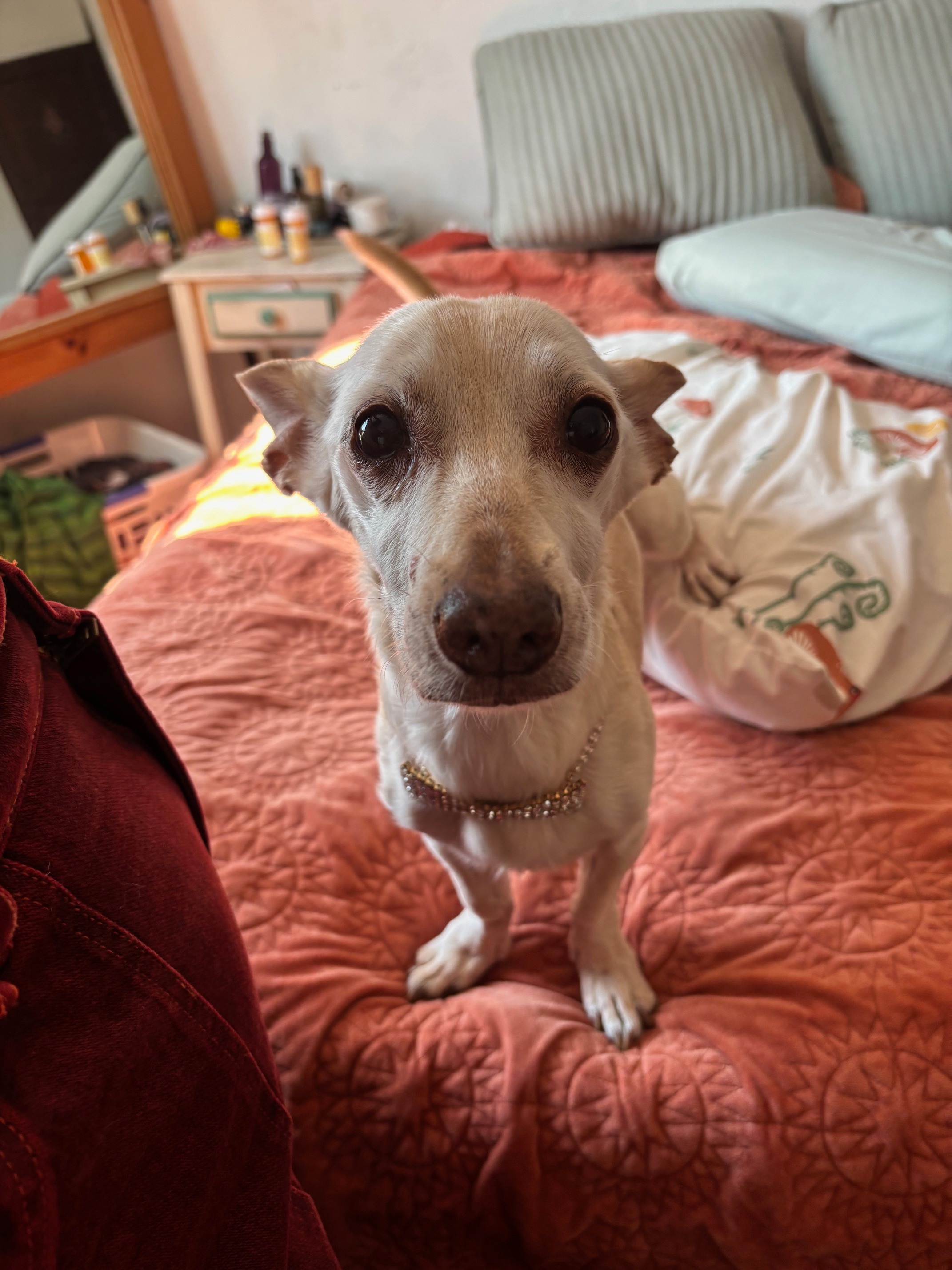 Help Mellow Get Life-Saving Surgery campaign photo, 6 of 8