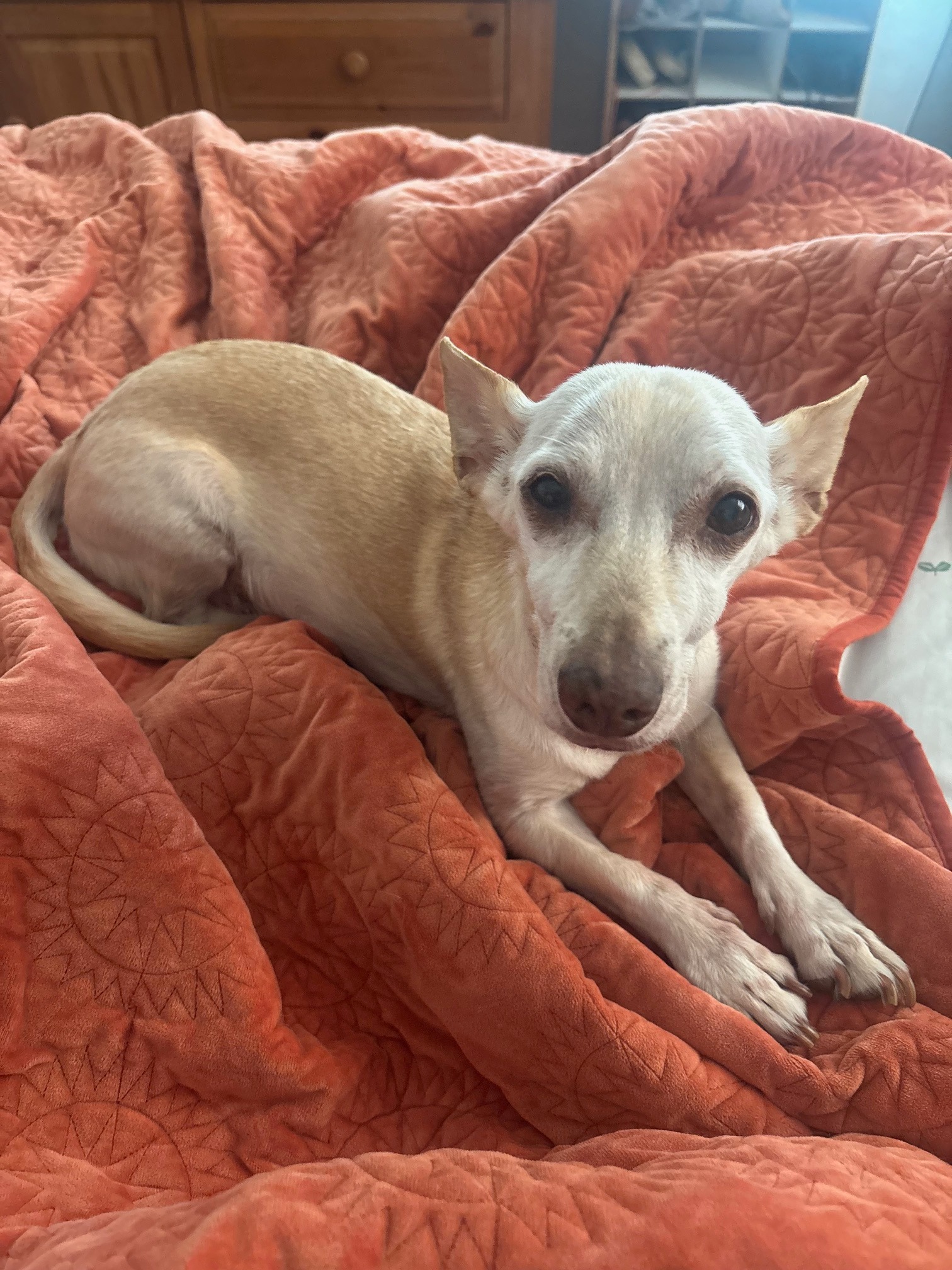 Help Mellow Get Life-Saving Surgery campaign photo, 4 of 8