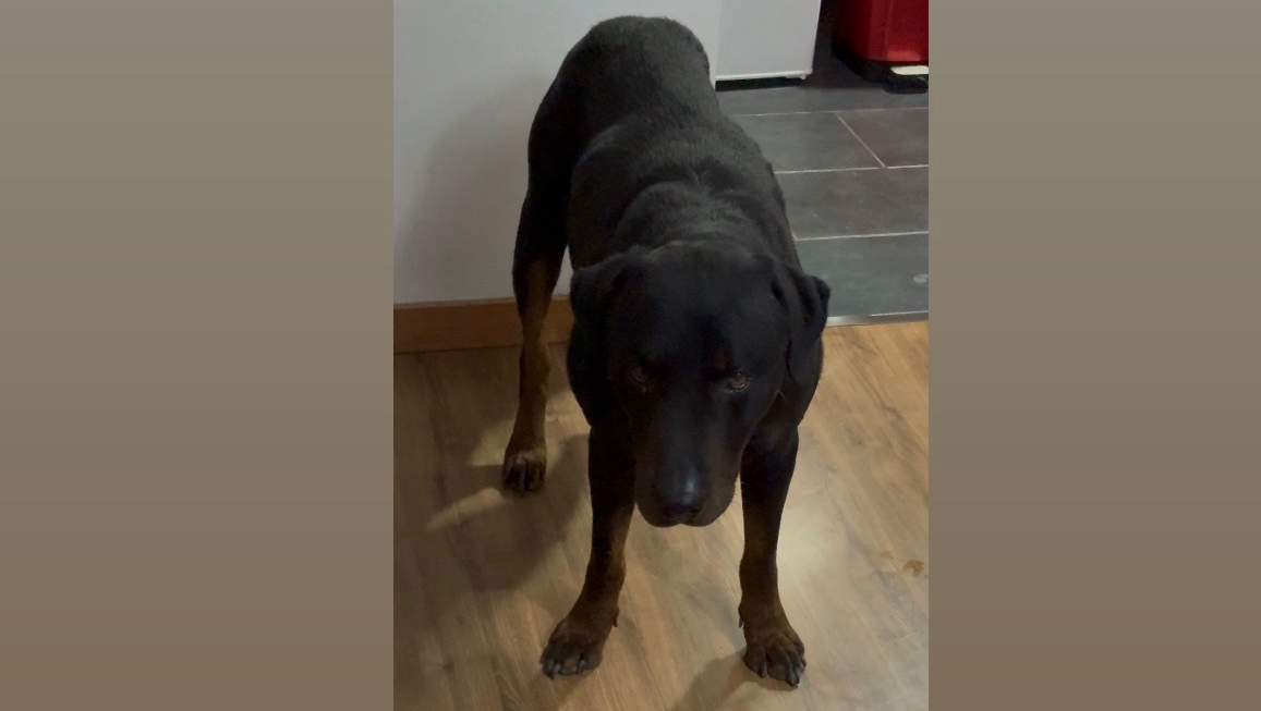 Ares lucha por respirar: necesita una cirugía urgente photo