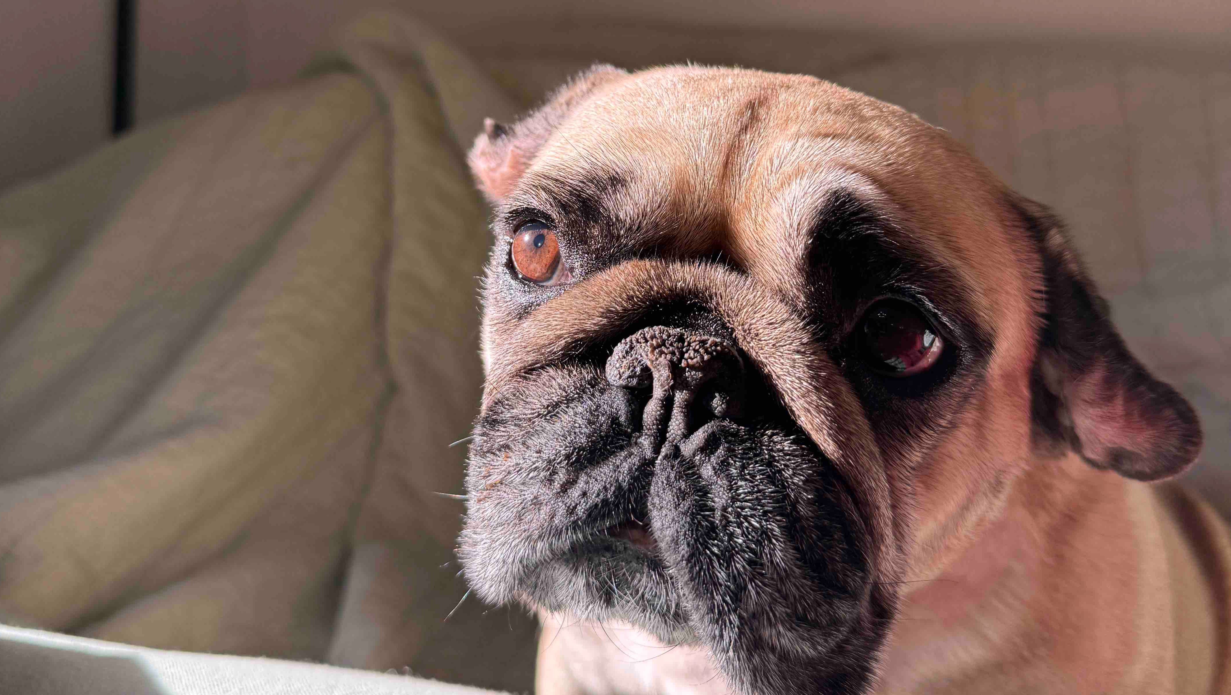 Help Pugsley Fight Cancer (Primary Liver Sarcoma) photo