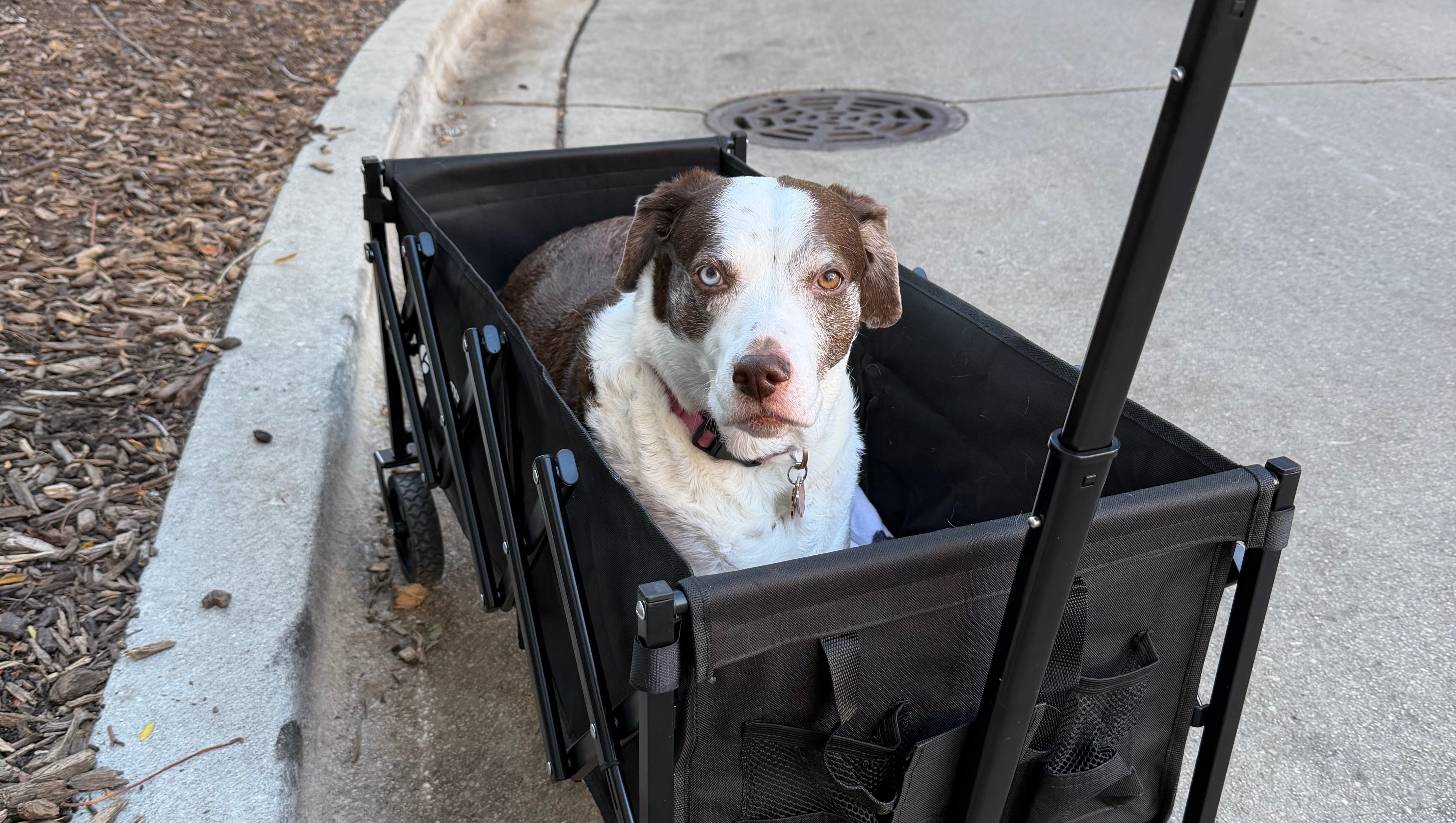 Help Stella Walk Normal Again: Surgery & Recovery photo
