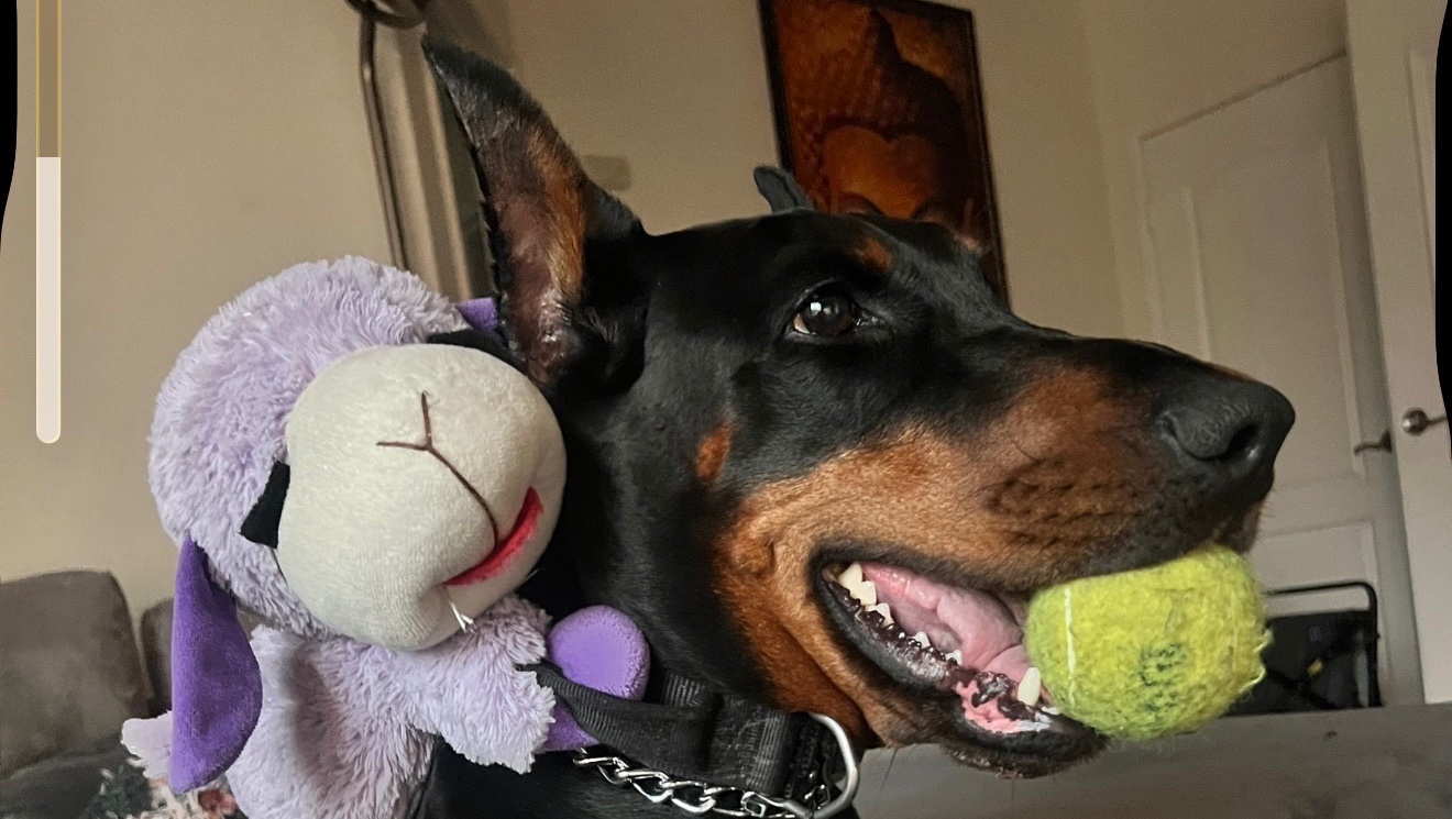 Help Rogue Fight Bone Cancer photo