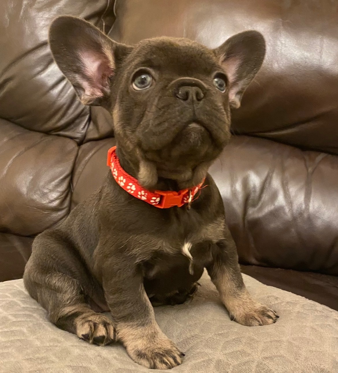Help Lady Find Her Feet: My 4-Year-Old Frenchie’s Emergency  campaign photo, 5 of 6