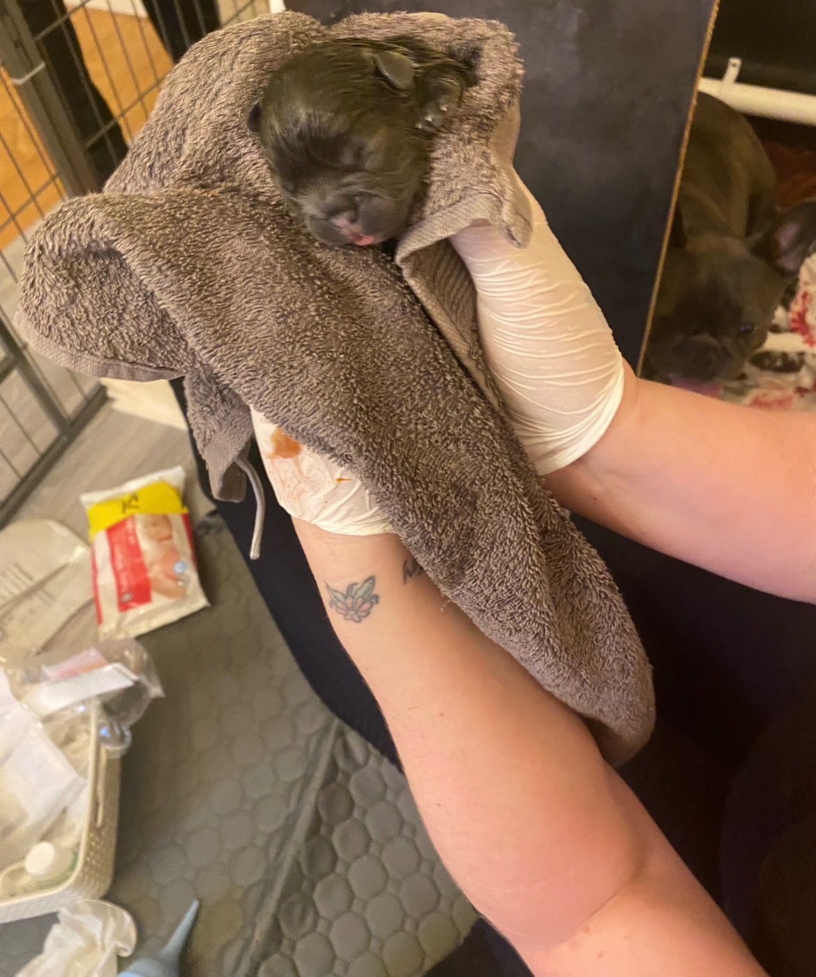 Help Lady Find Her Feet: My 4-Year-Old Frenchie’s Emergency  campaign photo, 2 of 6