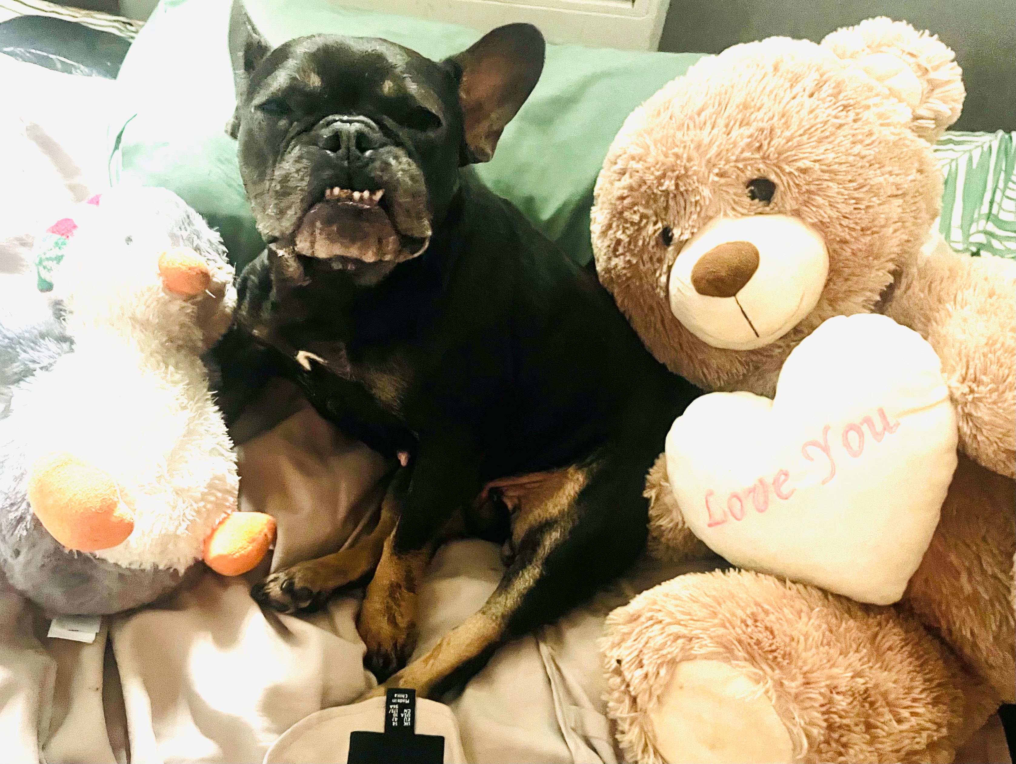 Help Lady Find Her Feet: My 4-Year-Old Frenchie’s Emergency  campaign photo, 4 of 6