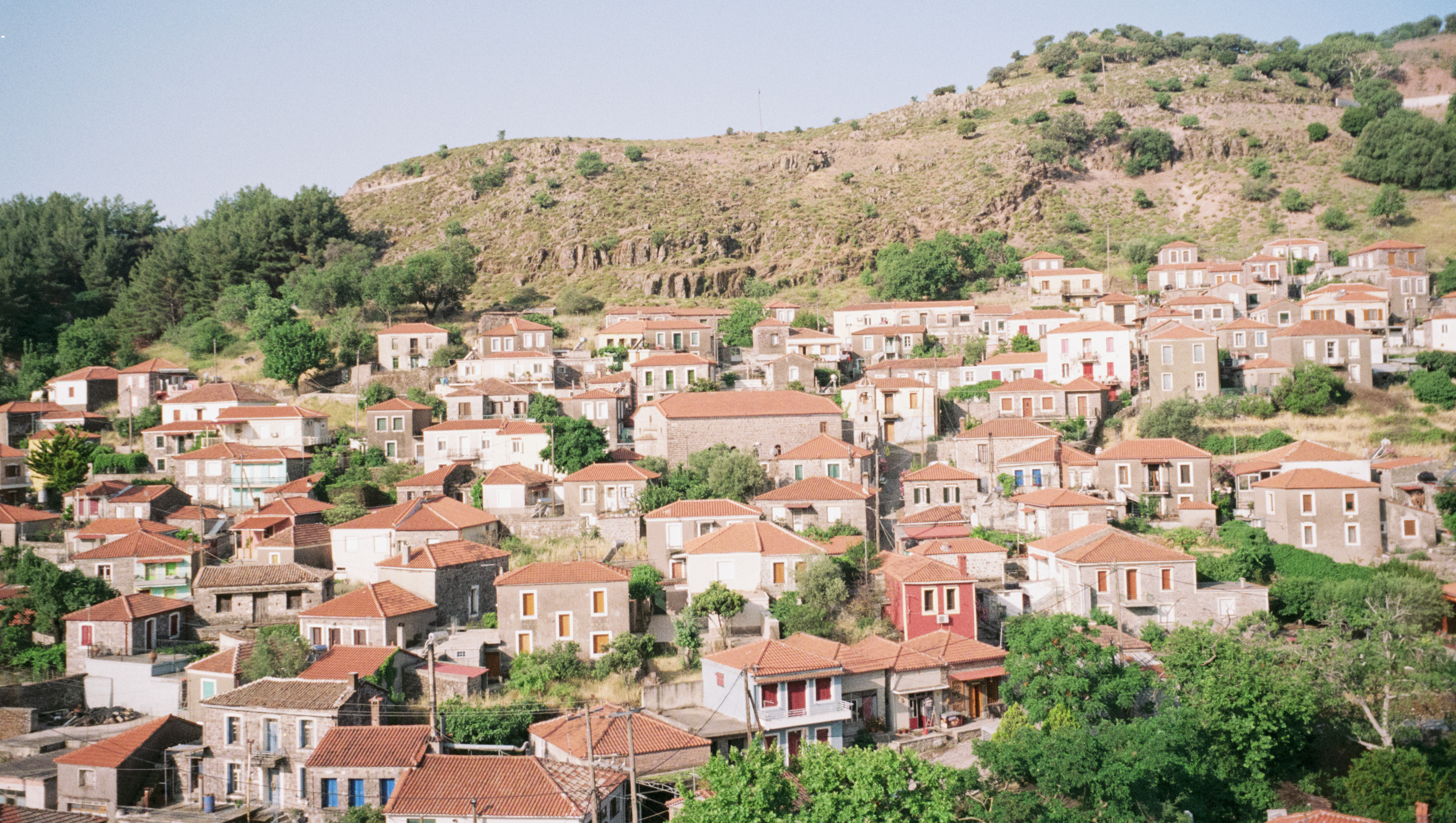 Help Our Village in Lesvos After Devastating Livestock Loss photo