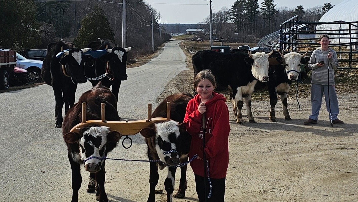Eco-Friendly Logging with Nick’s Cattle Teams photo
