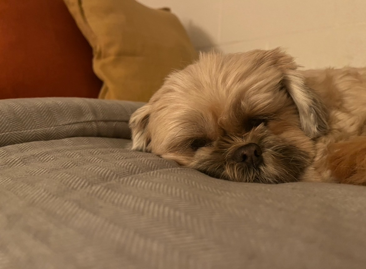Help Honey Get Life-Saving Surgery campaign photo, 2 of 8