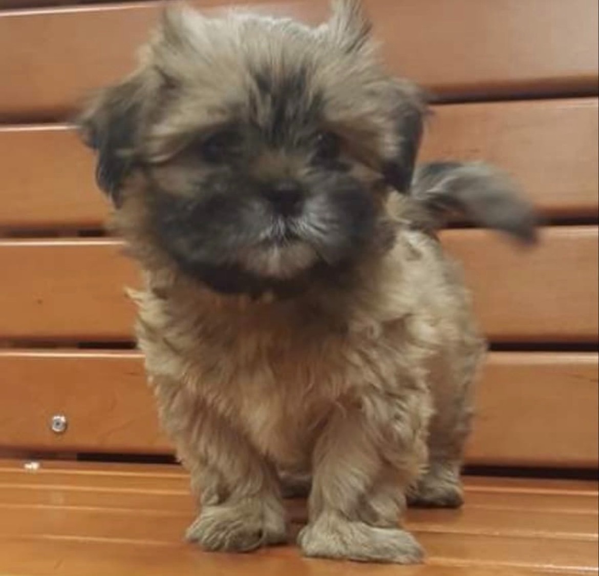 Help Honey Get Life-Saving Surgery campaign photo, 4 of 8