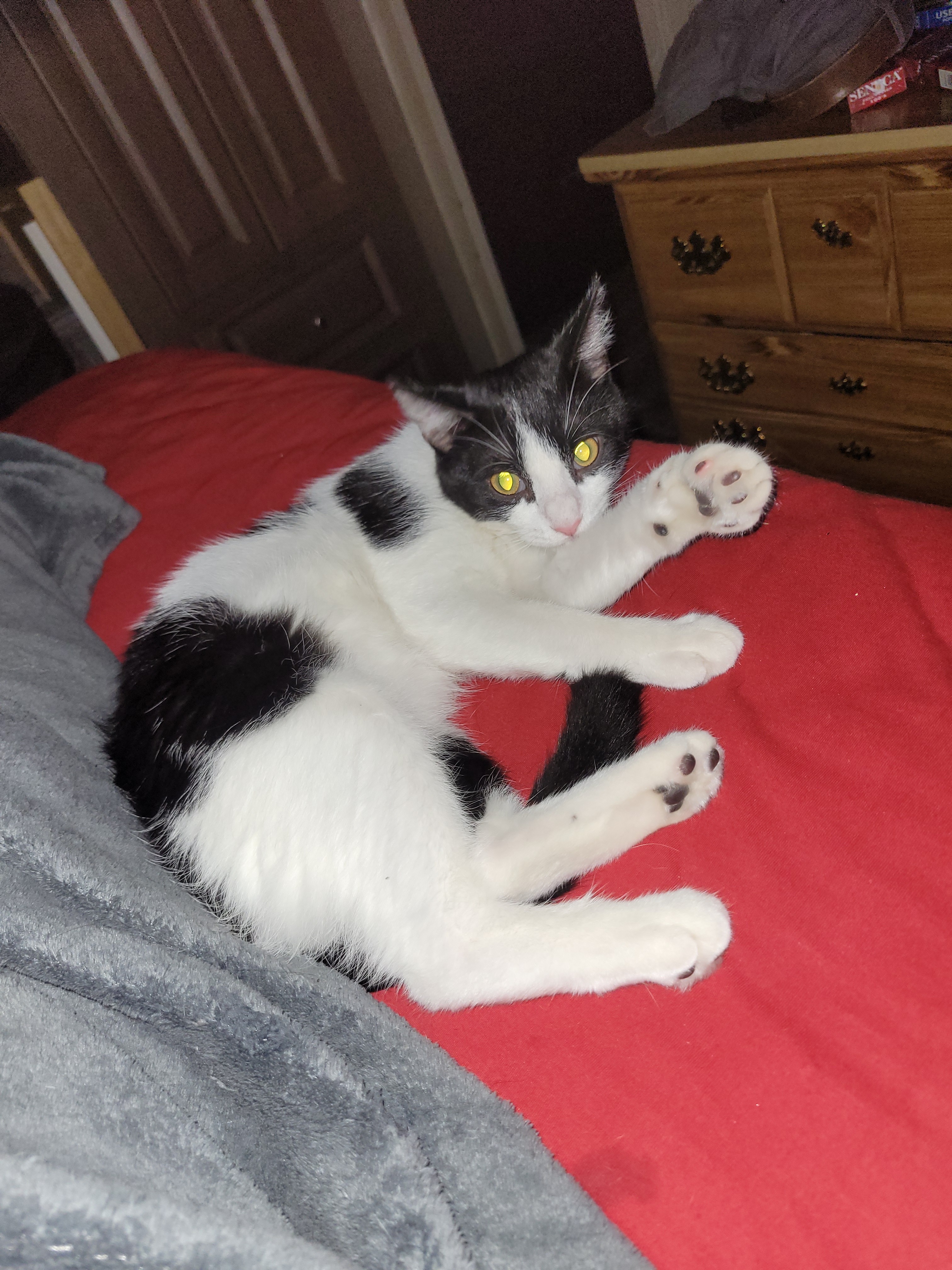 Help Pasco Cats After the Hurricanes campaign photo, 4 of 8