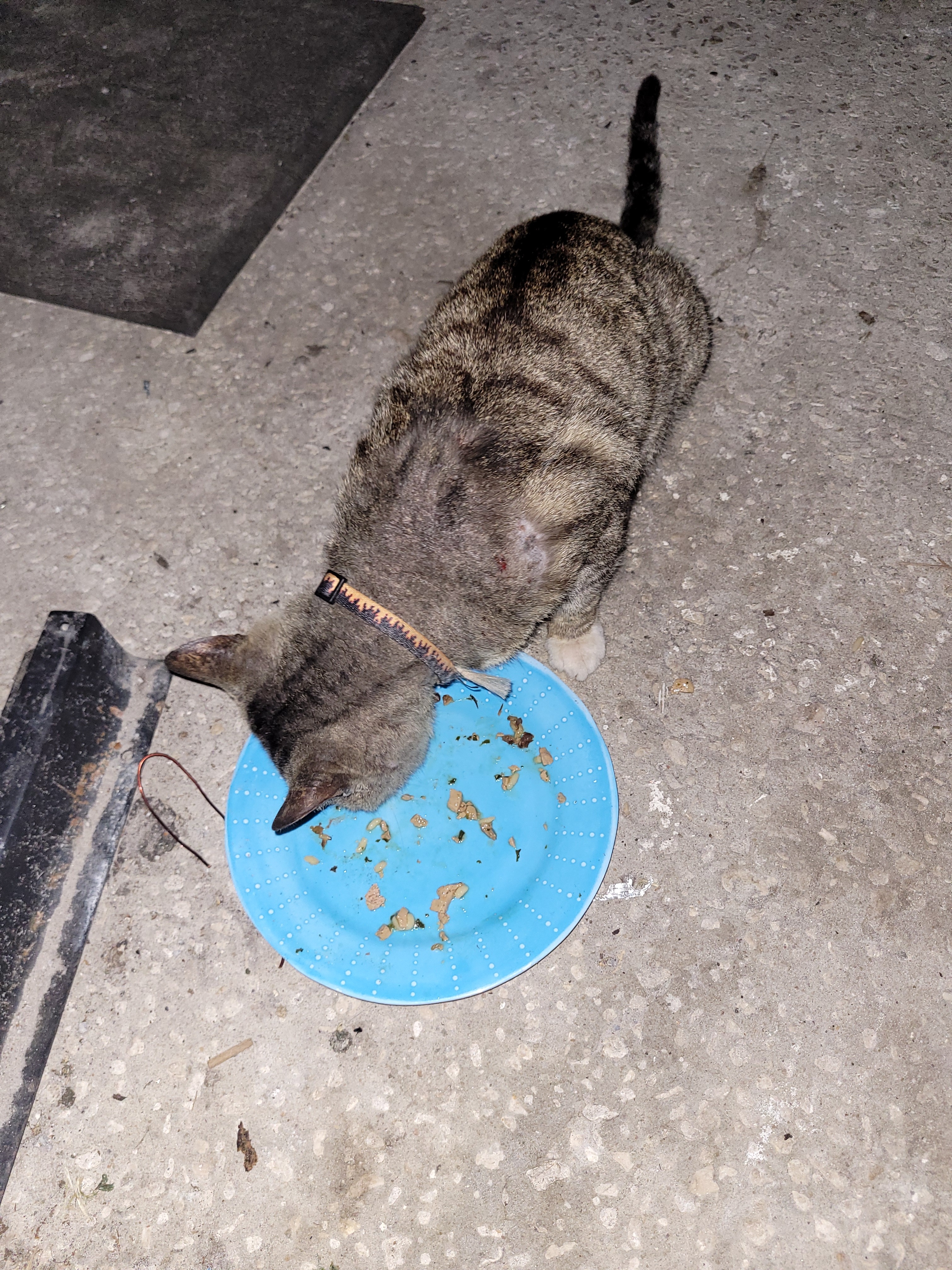 Help Pasco Cats After the Hurricanes campaign photo, 6 of 8