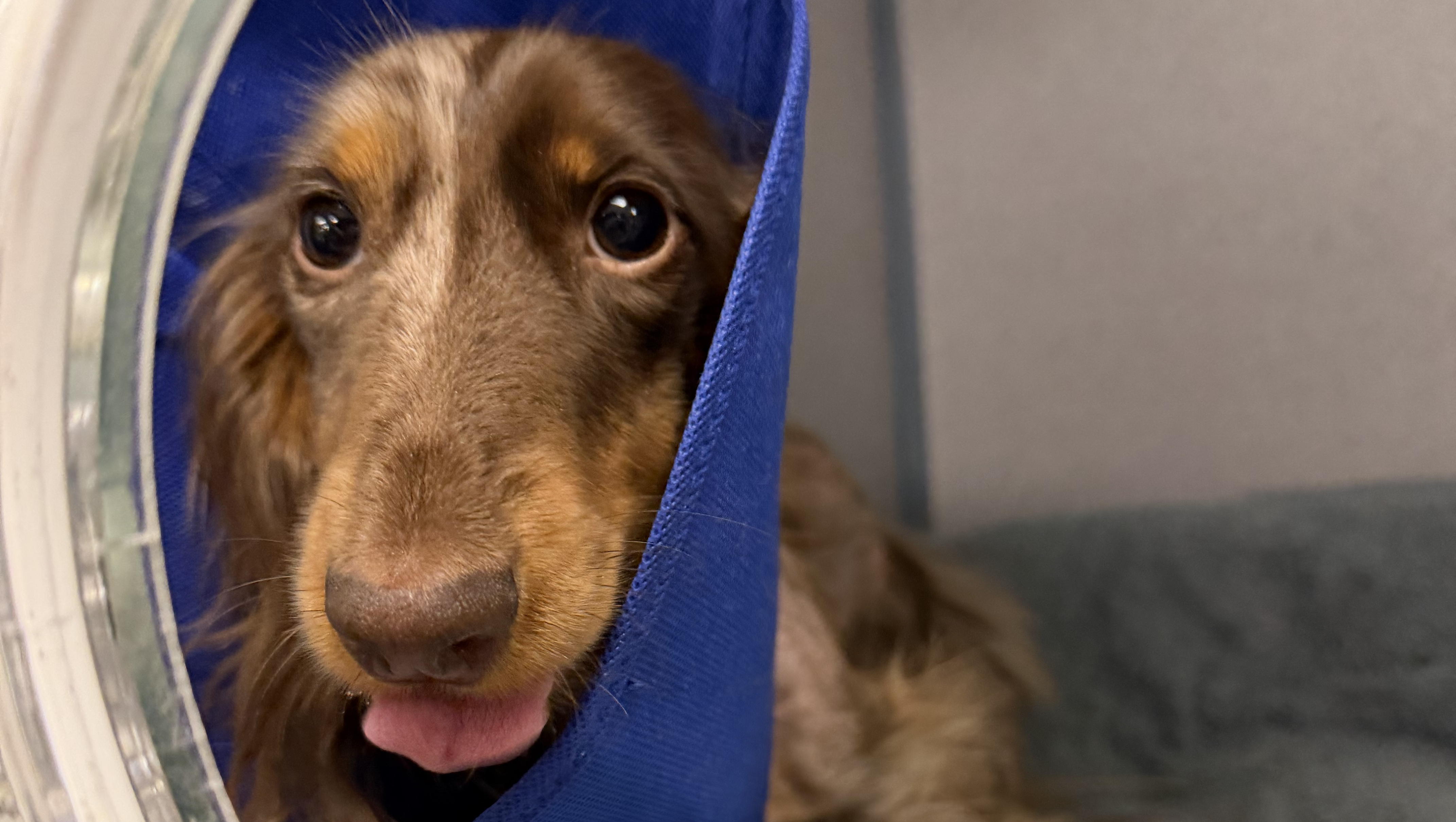 Help Frankie the Dachshund Fight Heart Disease photo