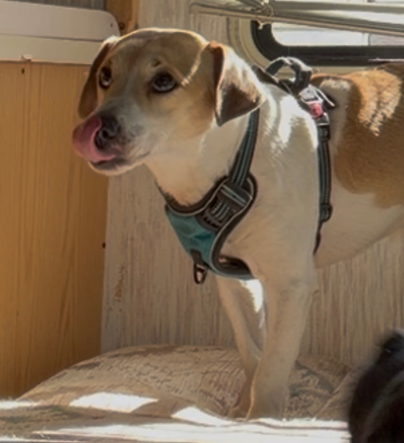Help Scooby Walk Again campaign photo, 7 of 8