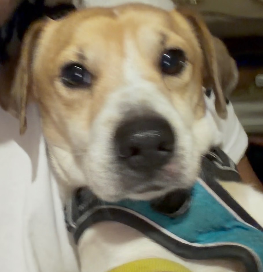 Help Scooby Walk Again campaign photo, 4 of 8