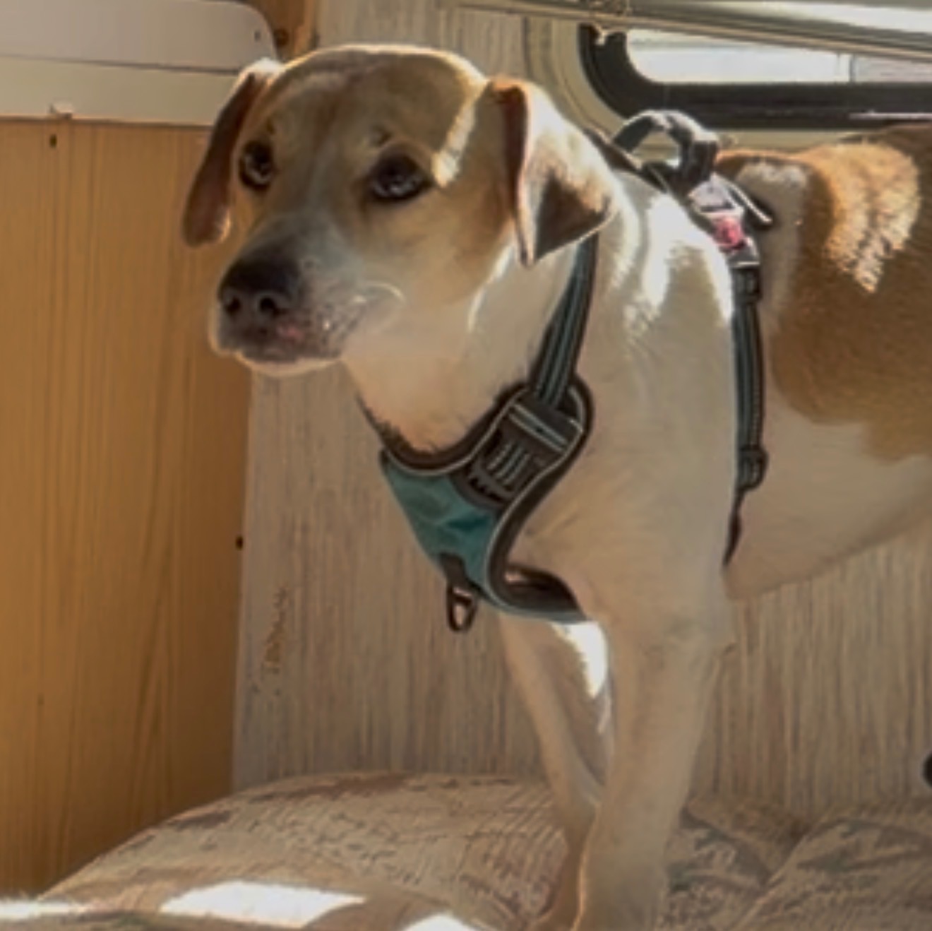 Help Scooby Walk Again campaign photo, 6 of 8