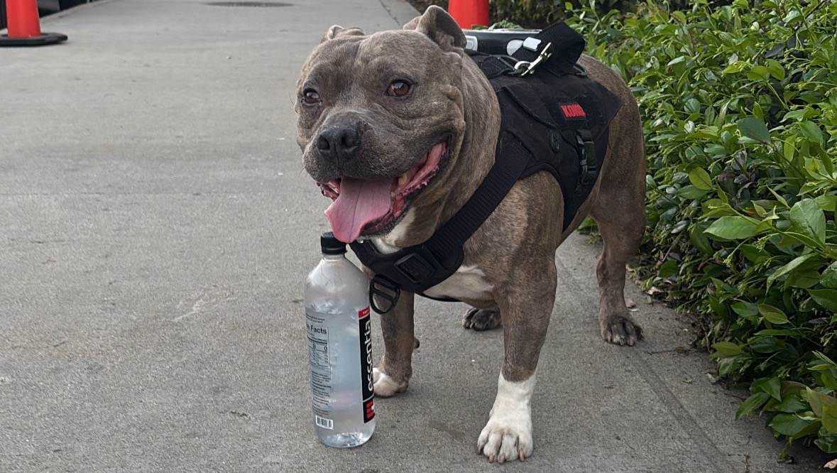 Help Crook Get Life-Saving Surgery photo