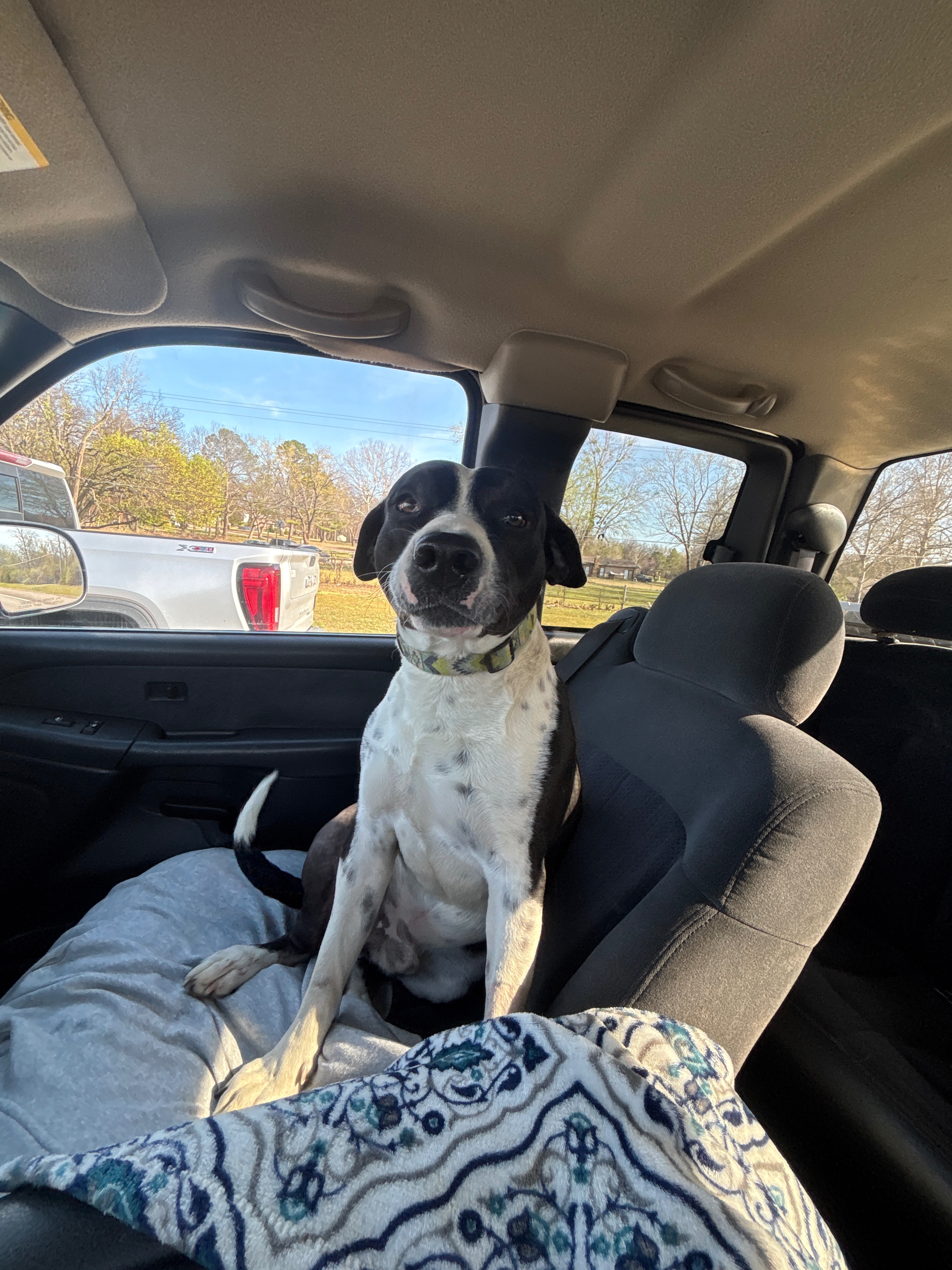 Help Ringo Recover After Surgery campaign photo, 2 of 6