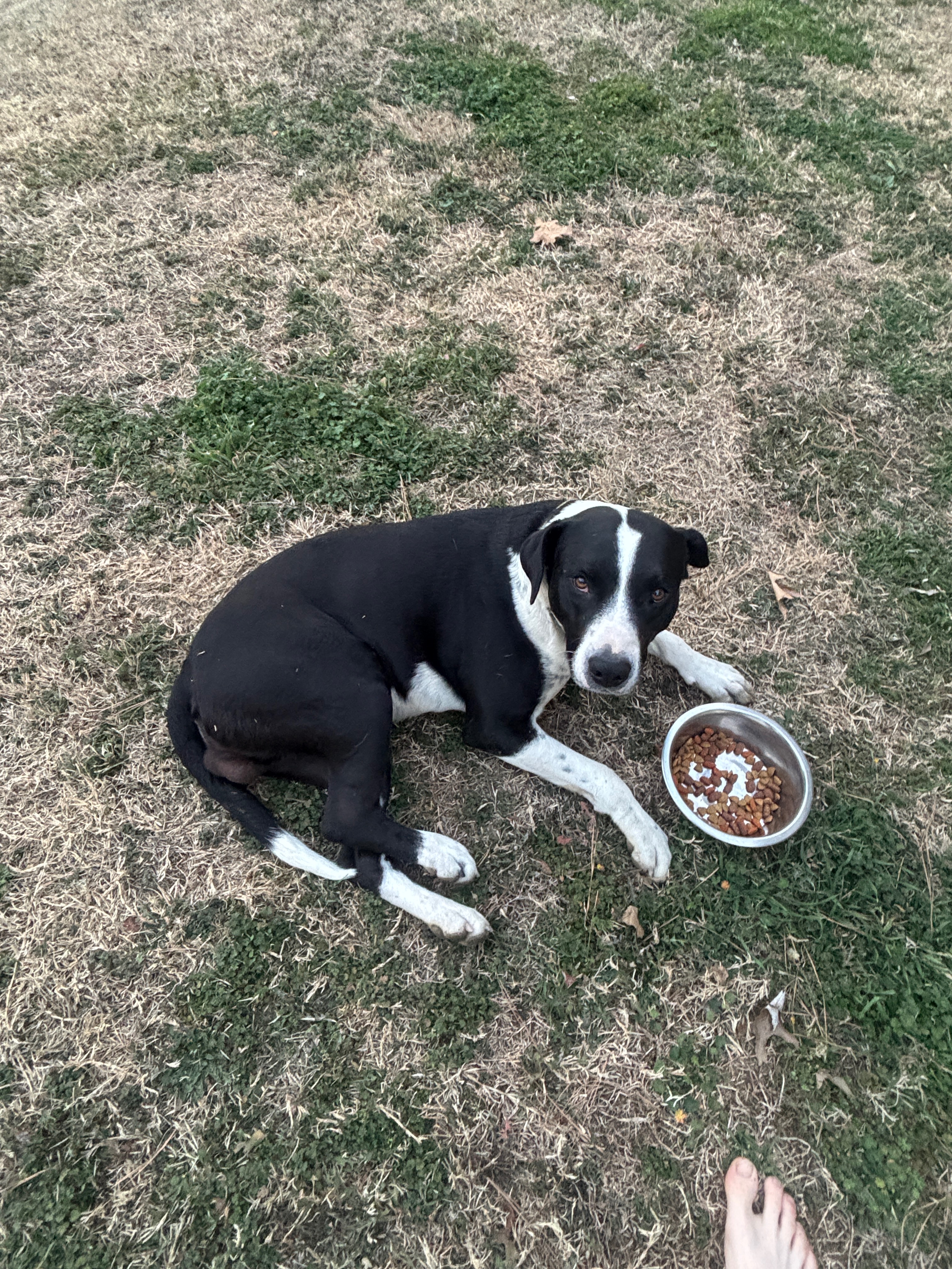Help Ringo Recover After Surgery campaign photo, 4 of 6