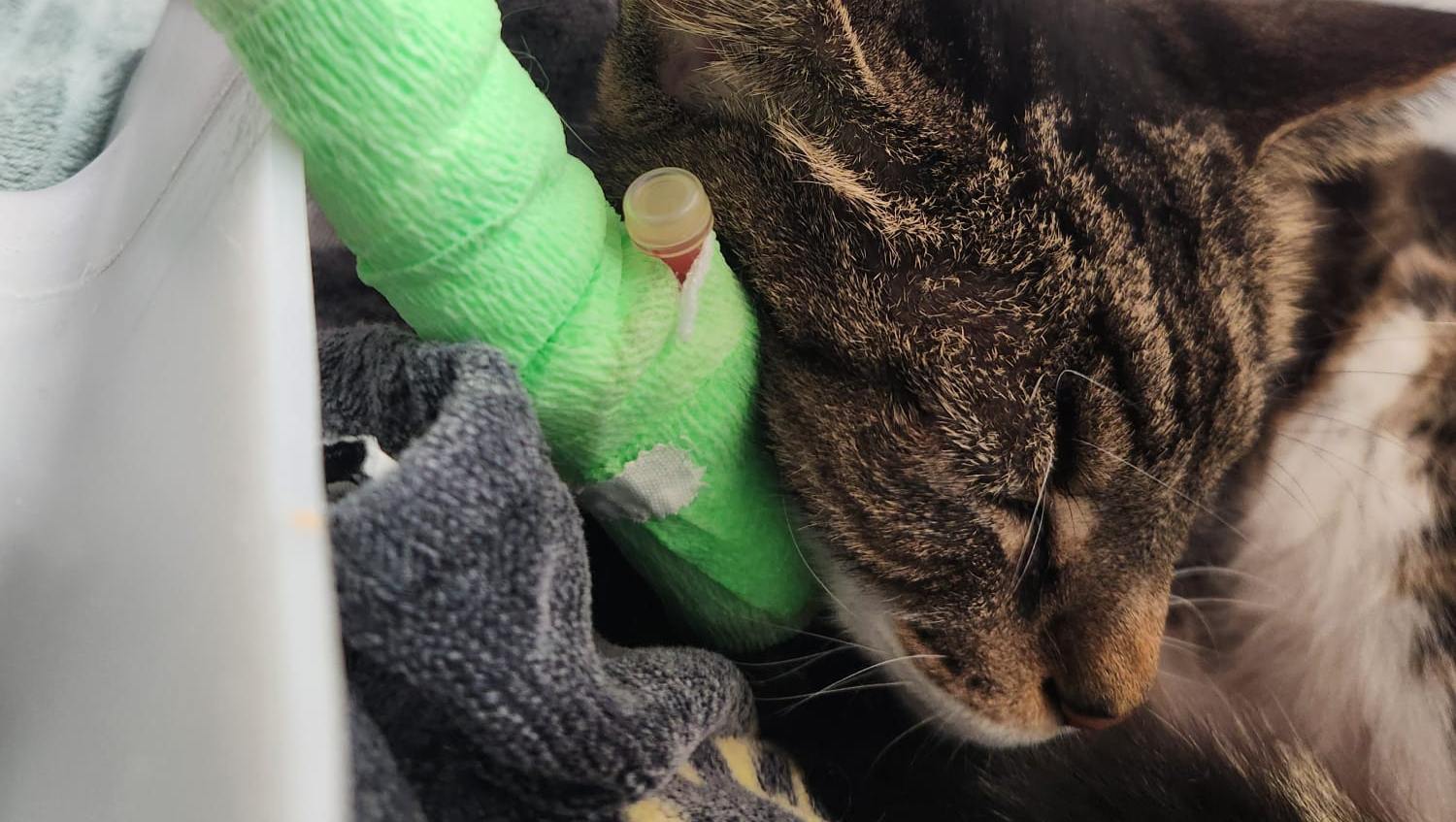 Help Save George photo