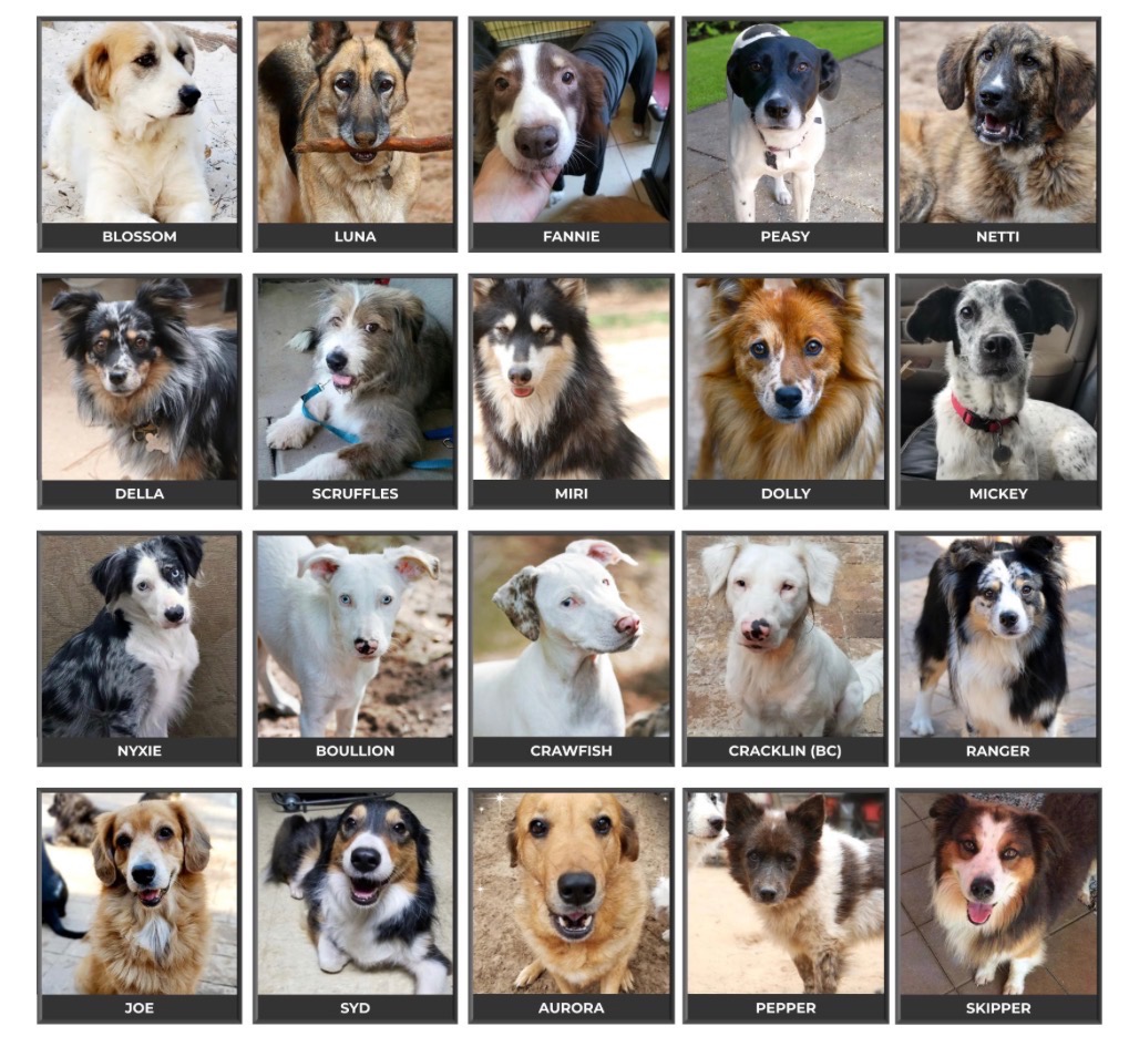 Support Karen Kroll & Aussie and Me Animal Rescue campaign photo, 2 of 4