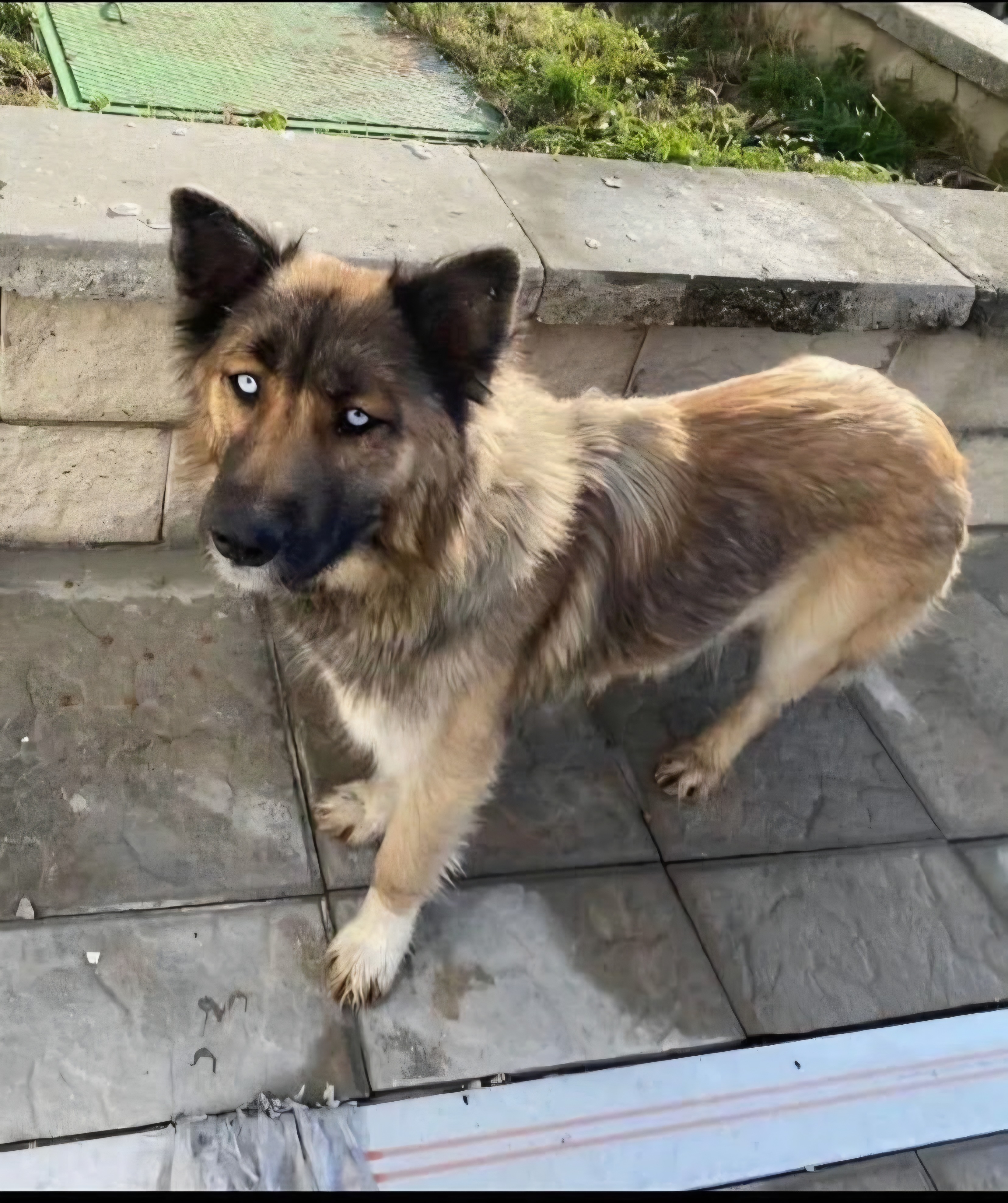 Redt een hond uit de dodenkamp campaign photo, 4 of 6