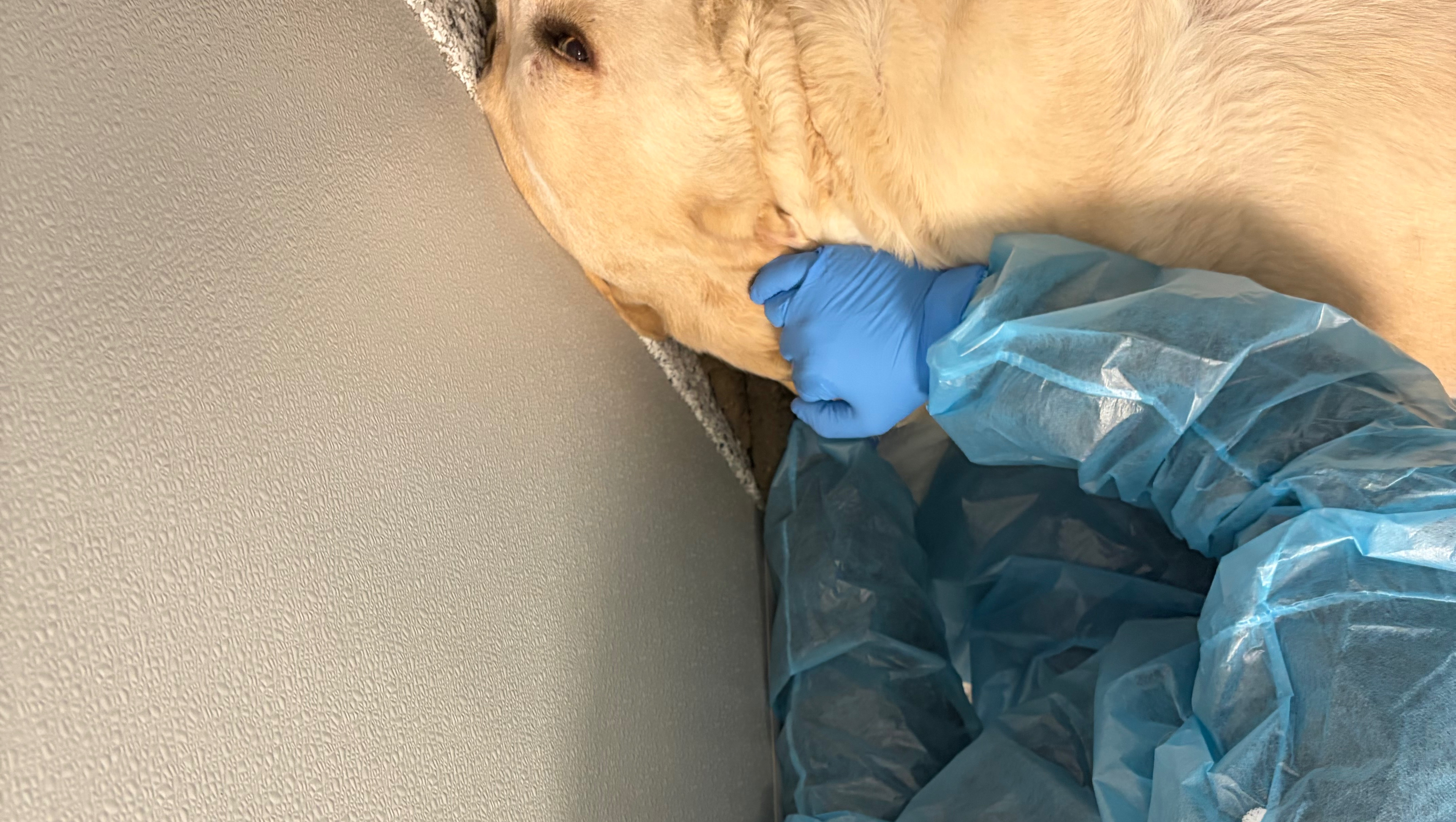 Help Anna Recover After Losing Her Hero Dog photo