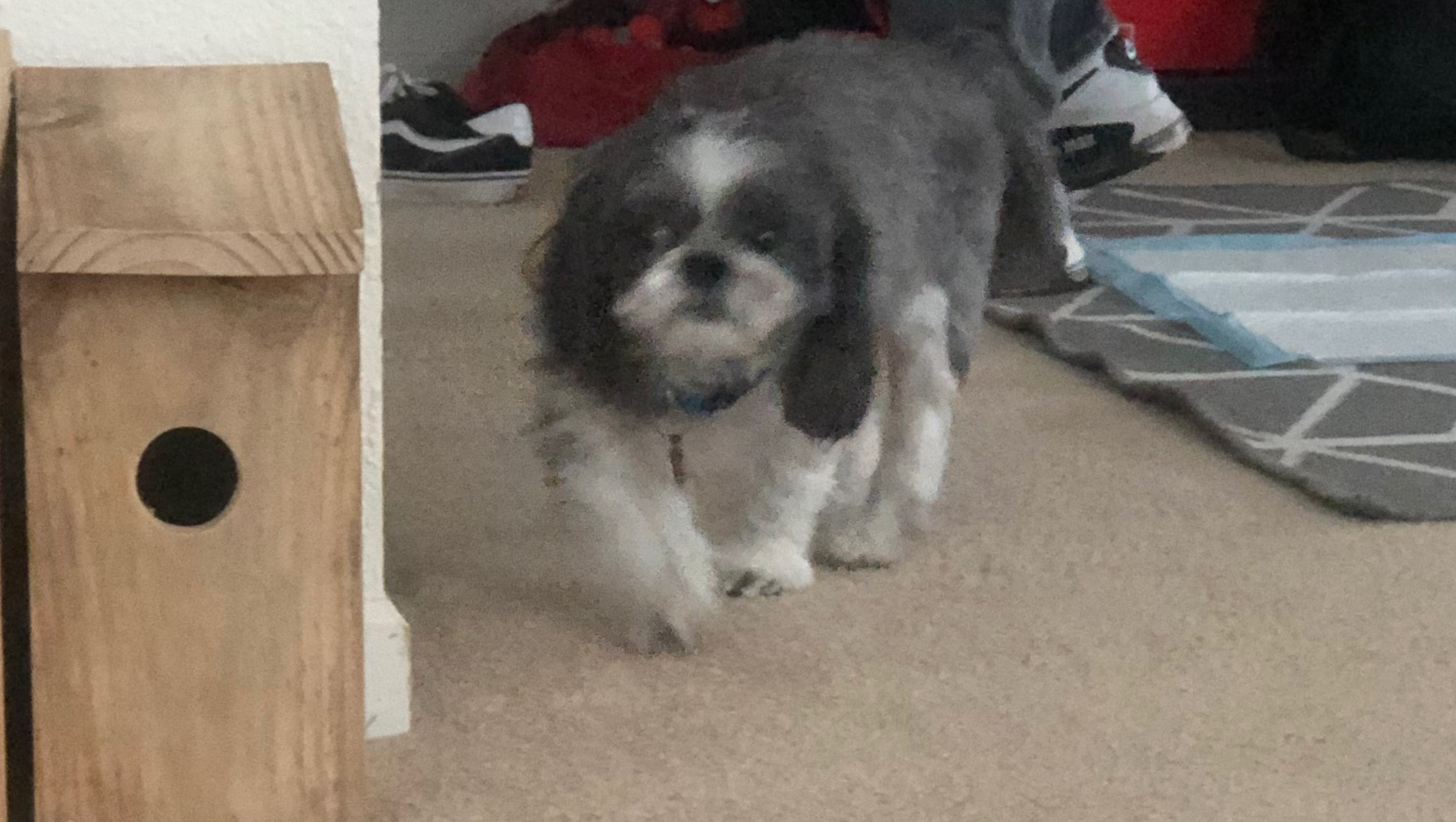 Support Kylo's Journey to Pain-Free Days photo