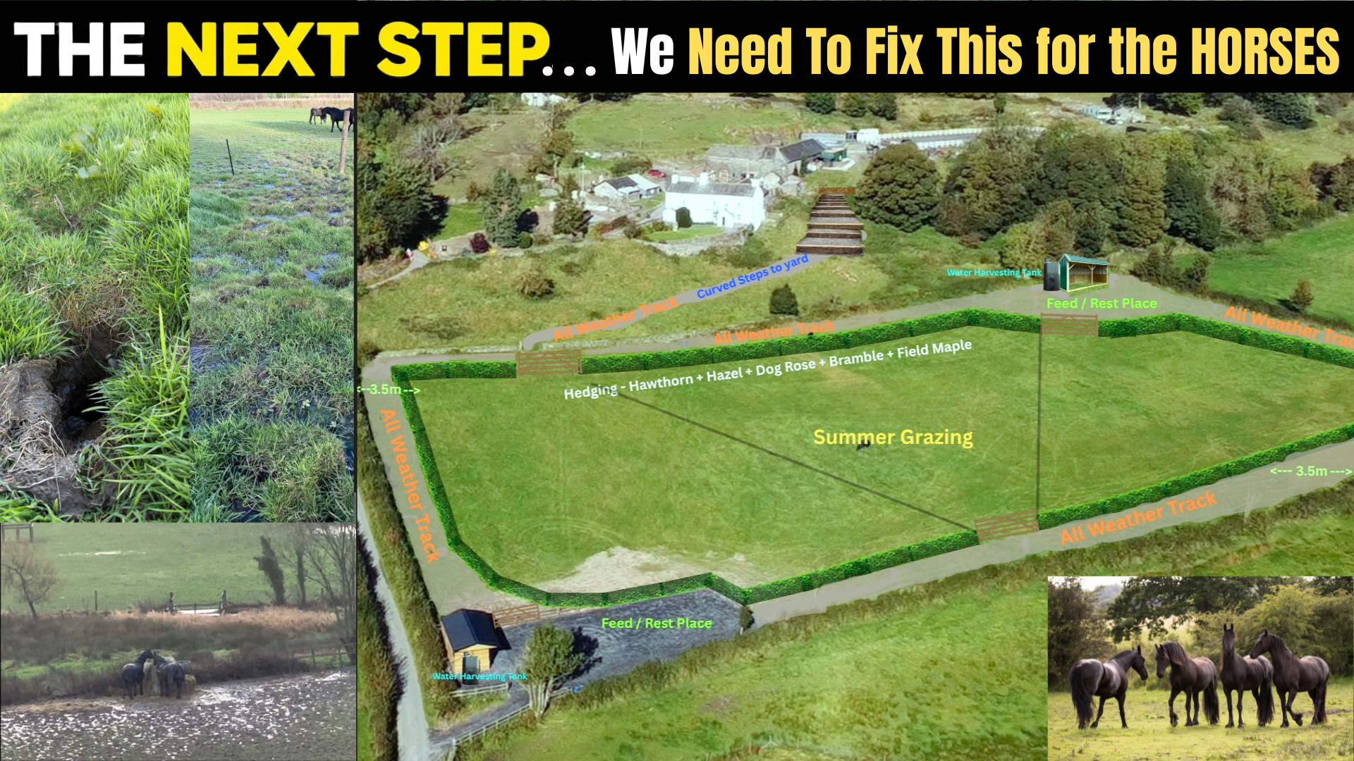 The Next Step For the Friesian Sanctuary campaign photo, 2 of 4