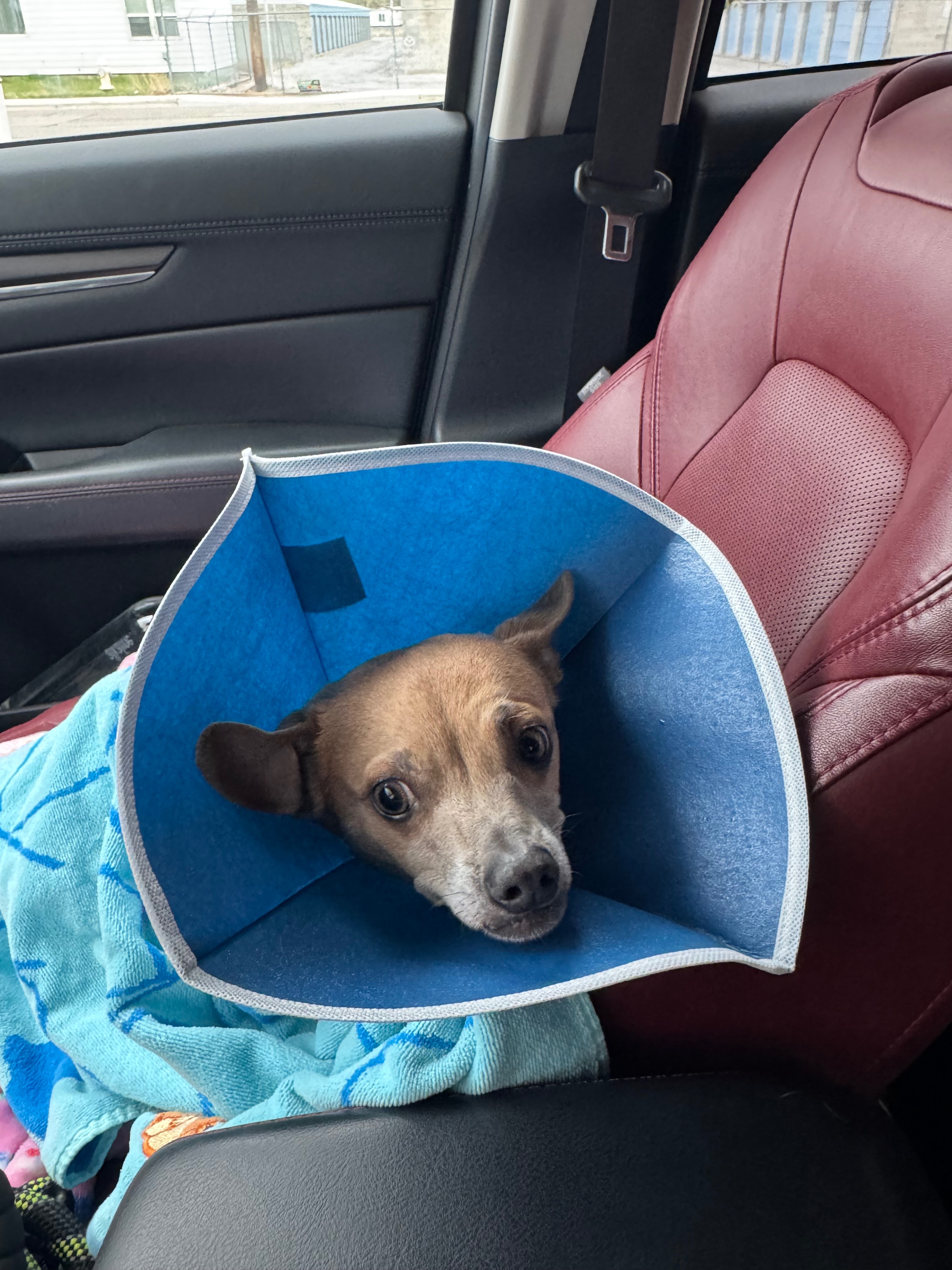 Help Oscar Get the Surgery He Needs campaign photo, 2 of 7